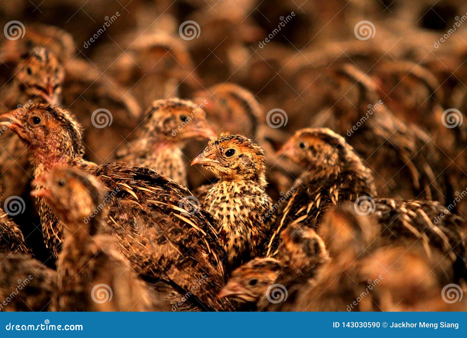 Quail bird in the farm stock photo. Image of asia, farm 143030590