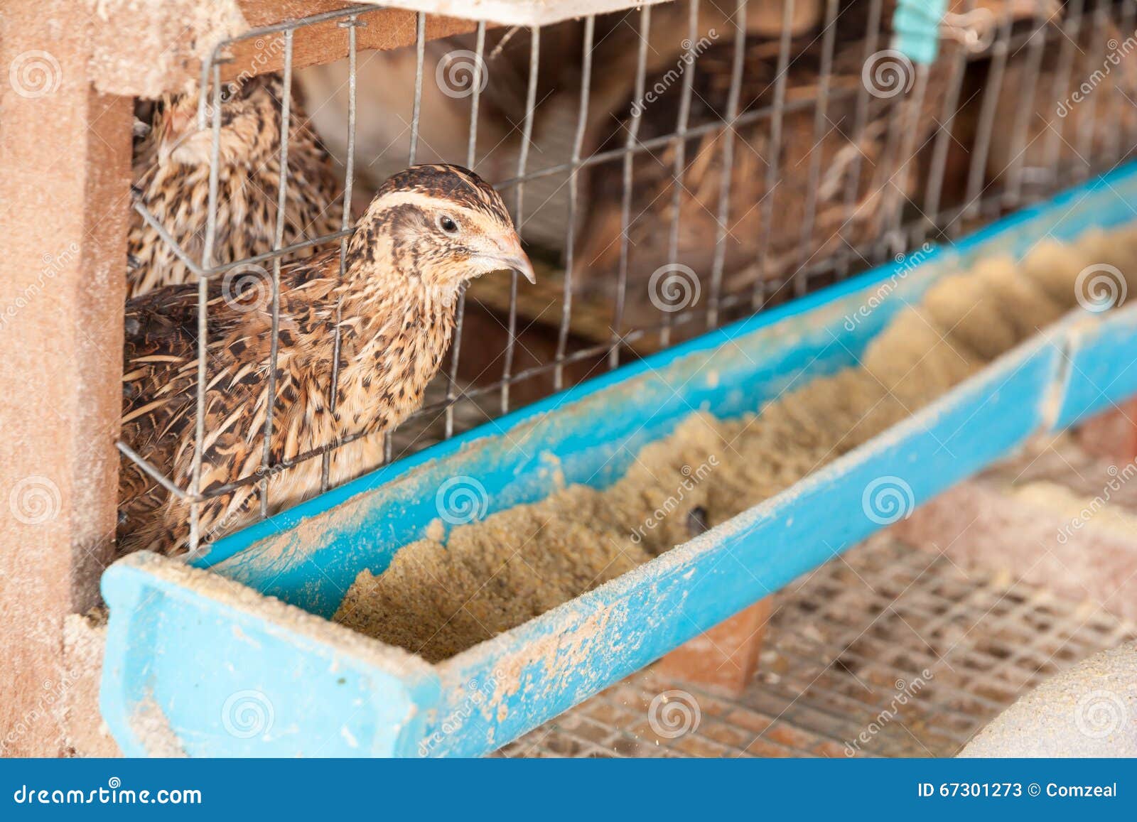 Quail in a cage stock image. Image of bird, chicken, birdcage 67301273