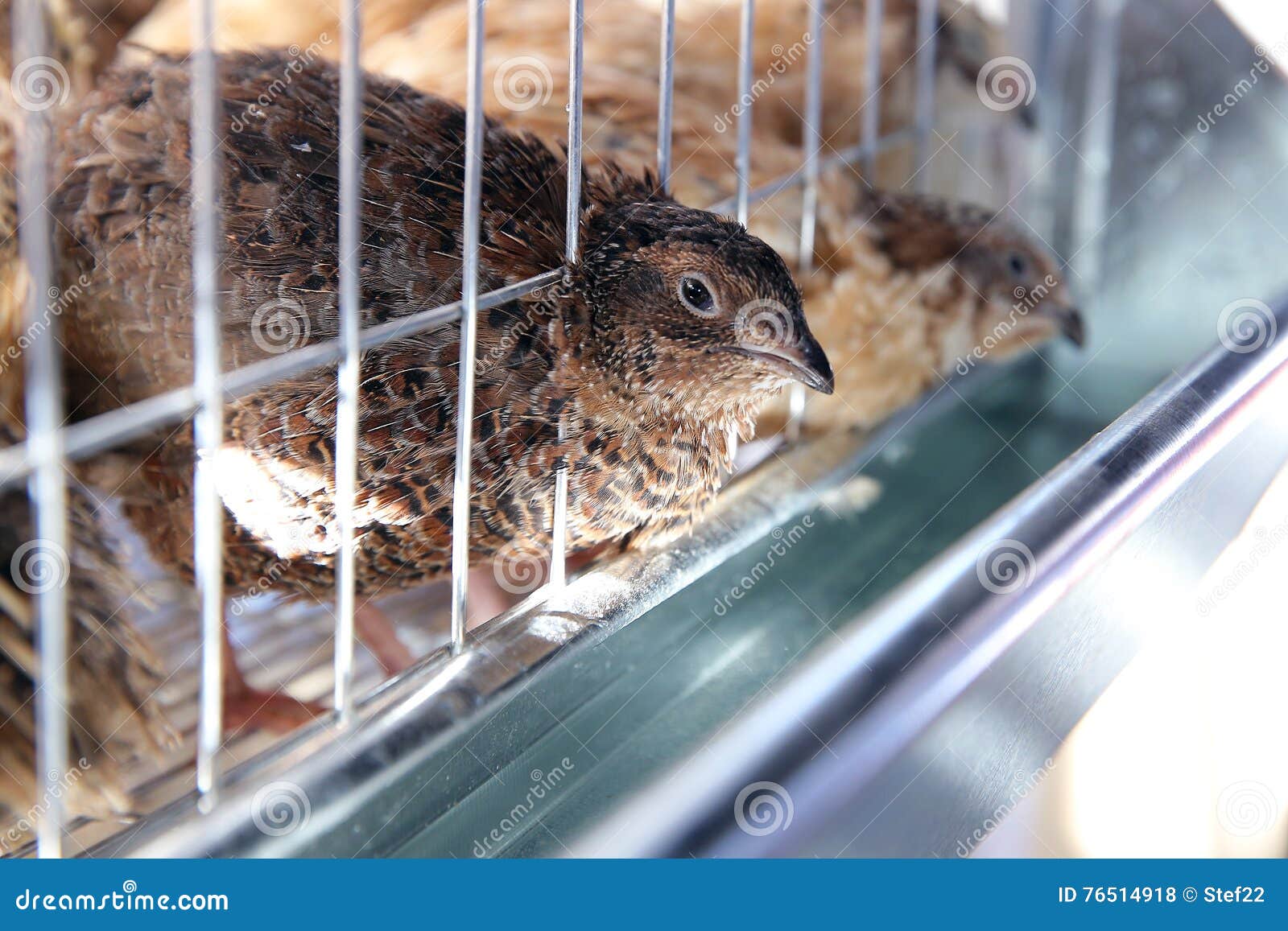 Quail in a cage stock photo. Image of cage, bird, small 76514918