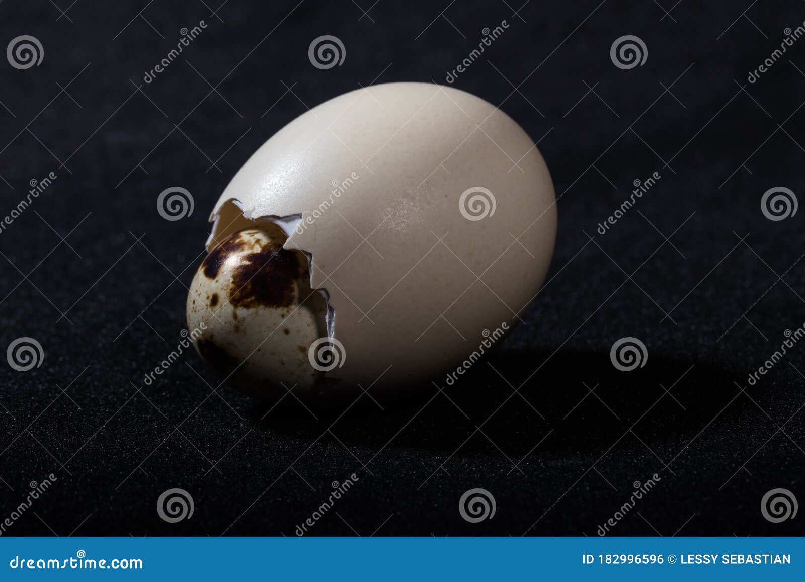 Quail Egg Inside the Chicken Egg Stock Photo Image of gadget, brand