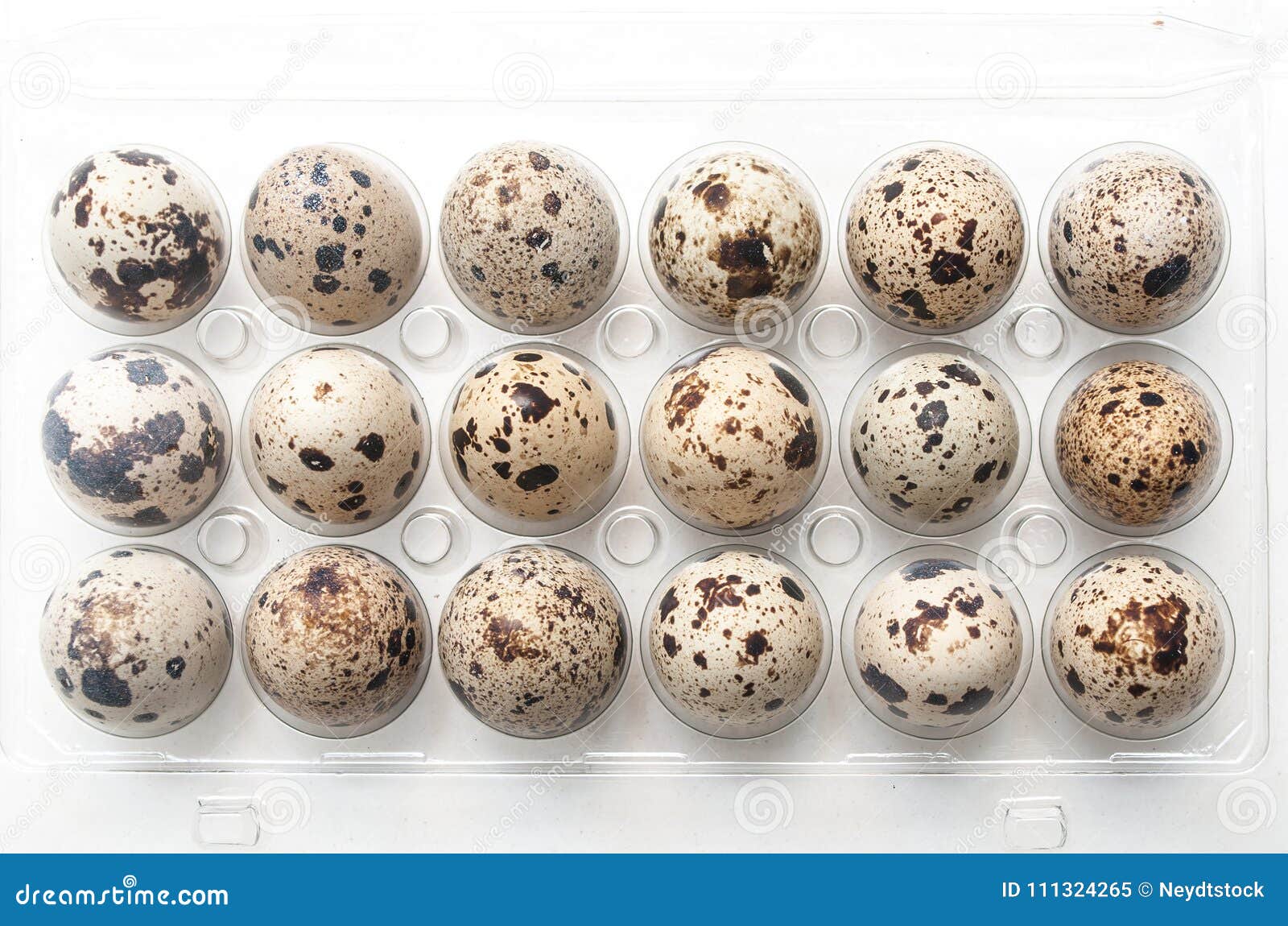 quail eggs alignment in a plastic box top vieuw on wh