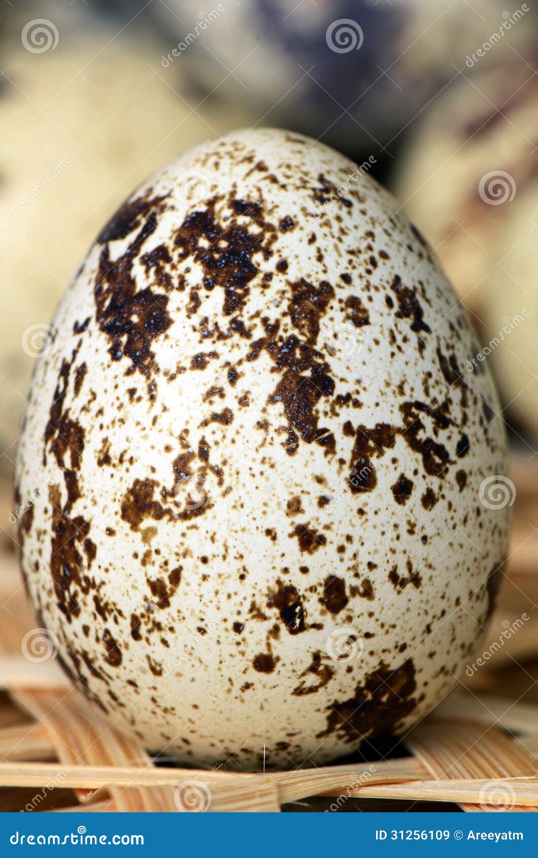 Quail eggs. stock image. Image of bird, farm, unhealthy 31256109