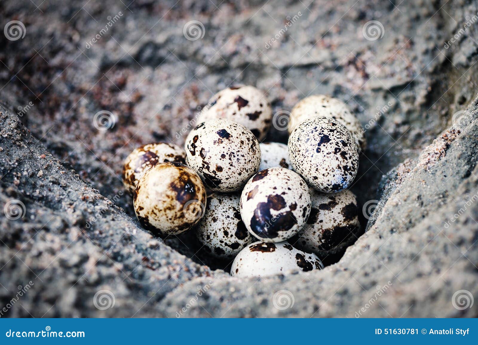Quail Eggs on the Surface Stone Stock Image Image of nest, nature