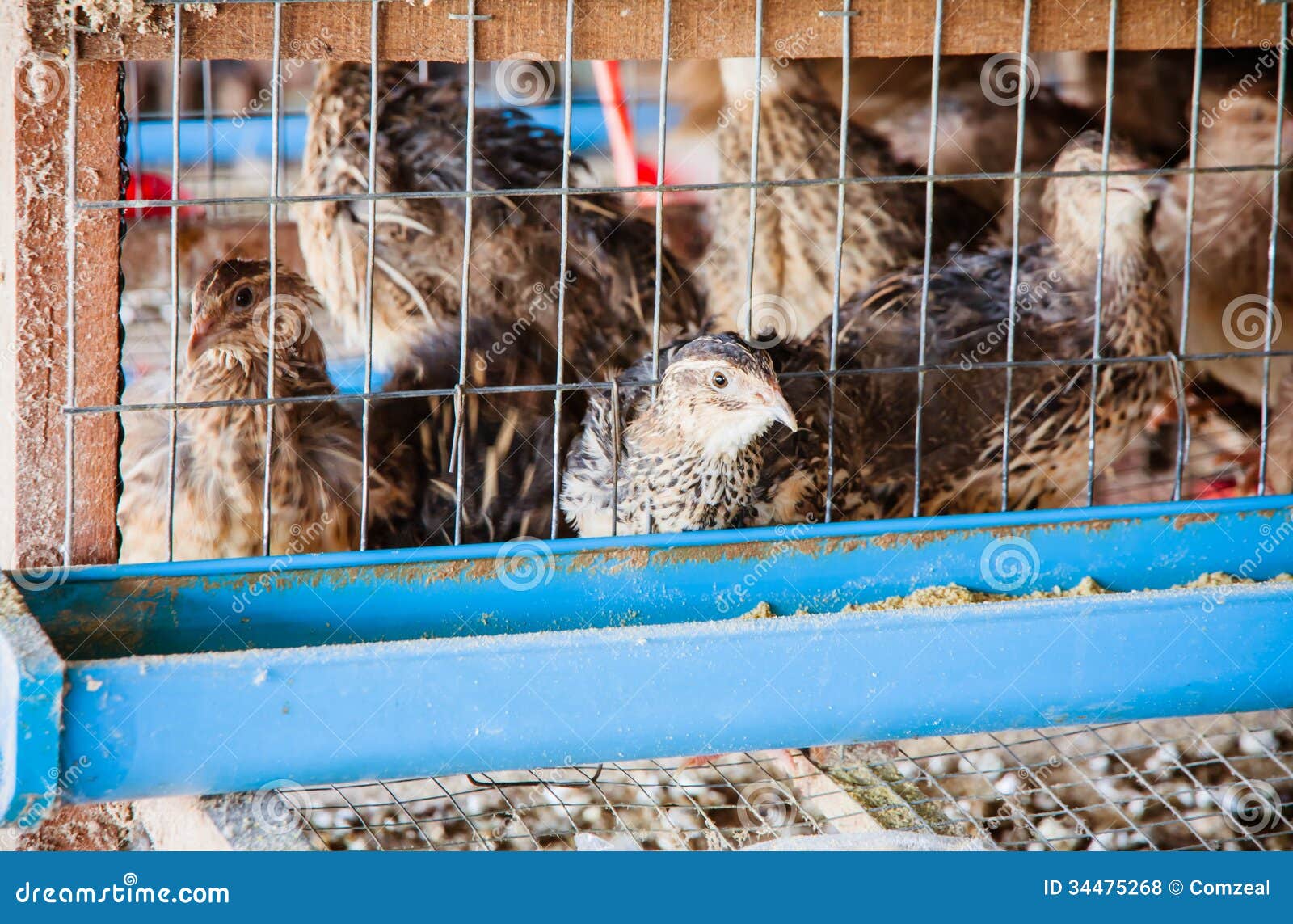 Quail stock photo. Image of healthy, fowl, farm, brown 34475268