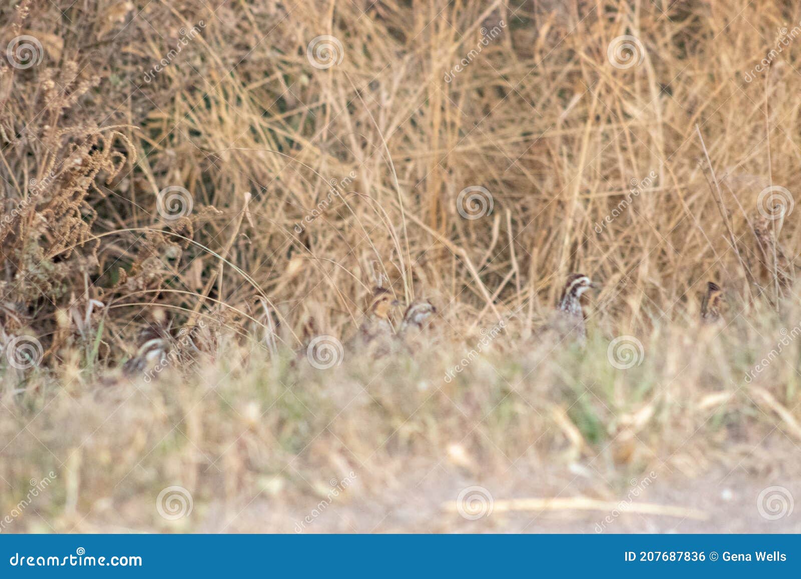 Quail Nesting Down Along Nebraska Road Side Stock Photo Image of