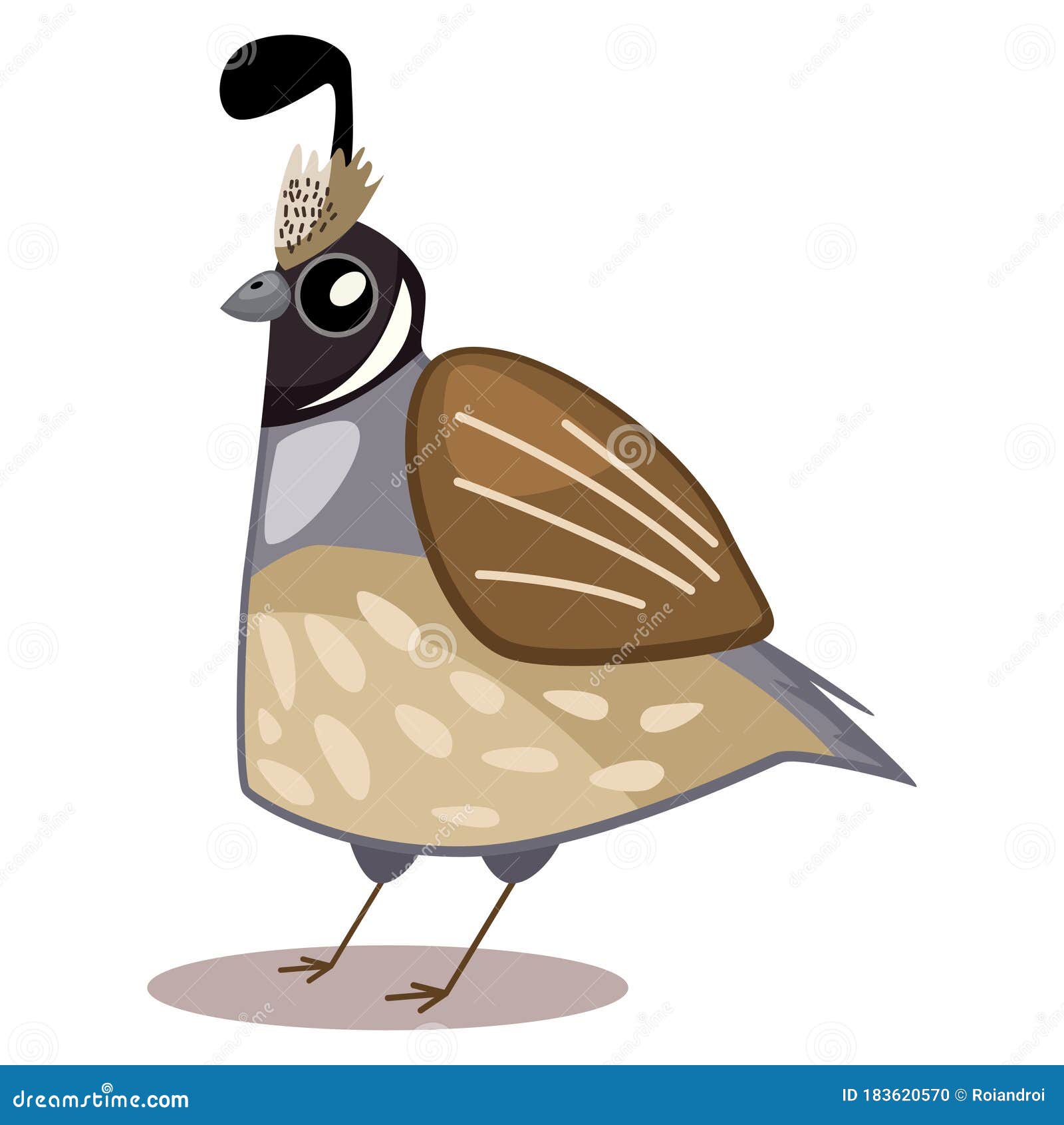 Quail Vector Cartoon Illustration Stock Vector - Illustration of fowl, grass: 183620570 Quail Vector Cartoon Illustration Stock Vector - Illustration of fowl, grass: 183620570