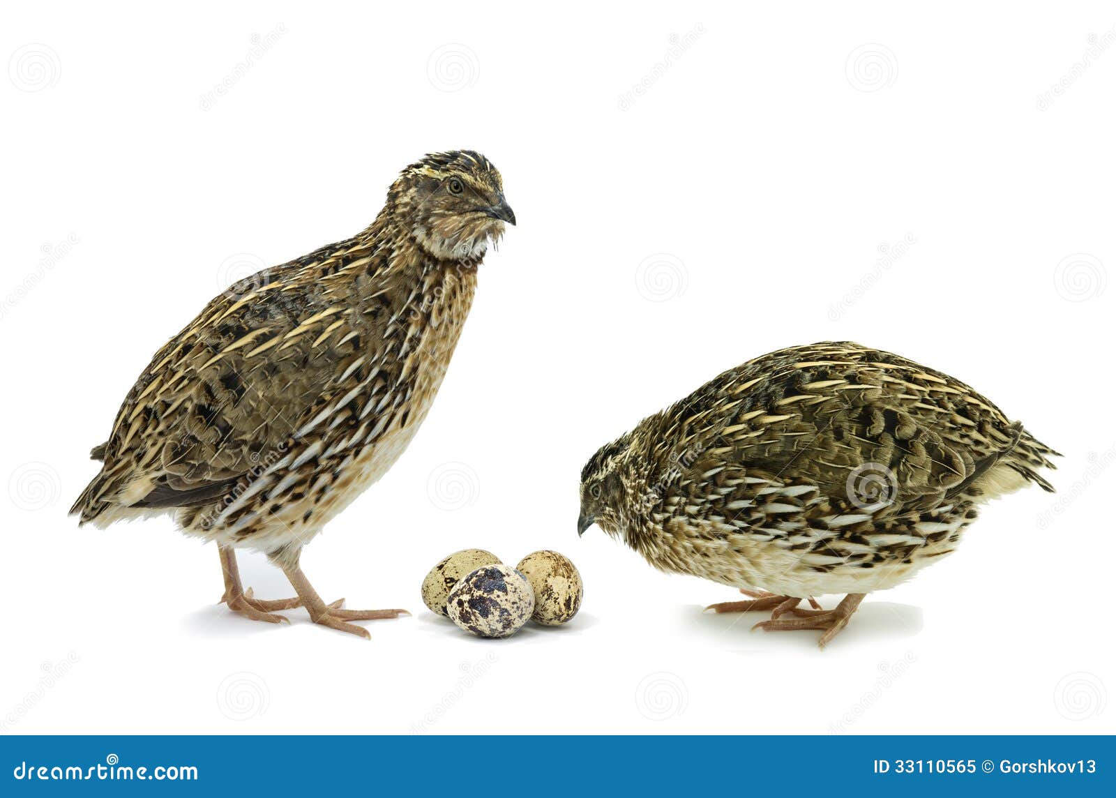 clipart of quail - photo #39