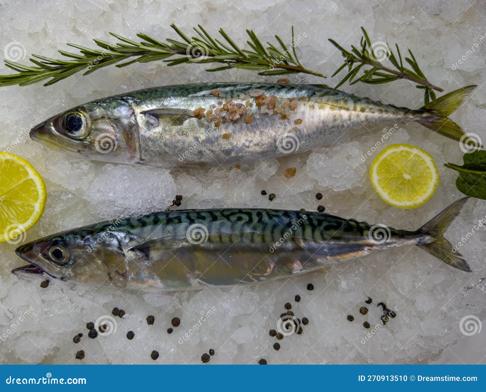 Mackerel is a Great Sea Fish with High Quality and Culinary Value Stock