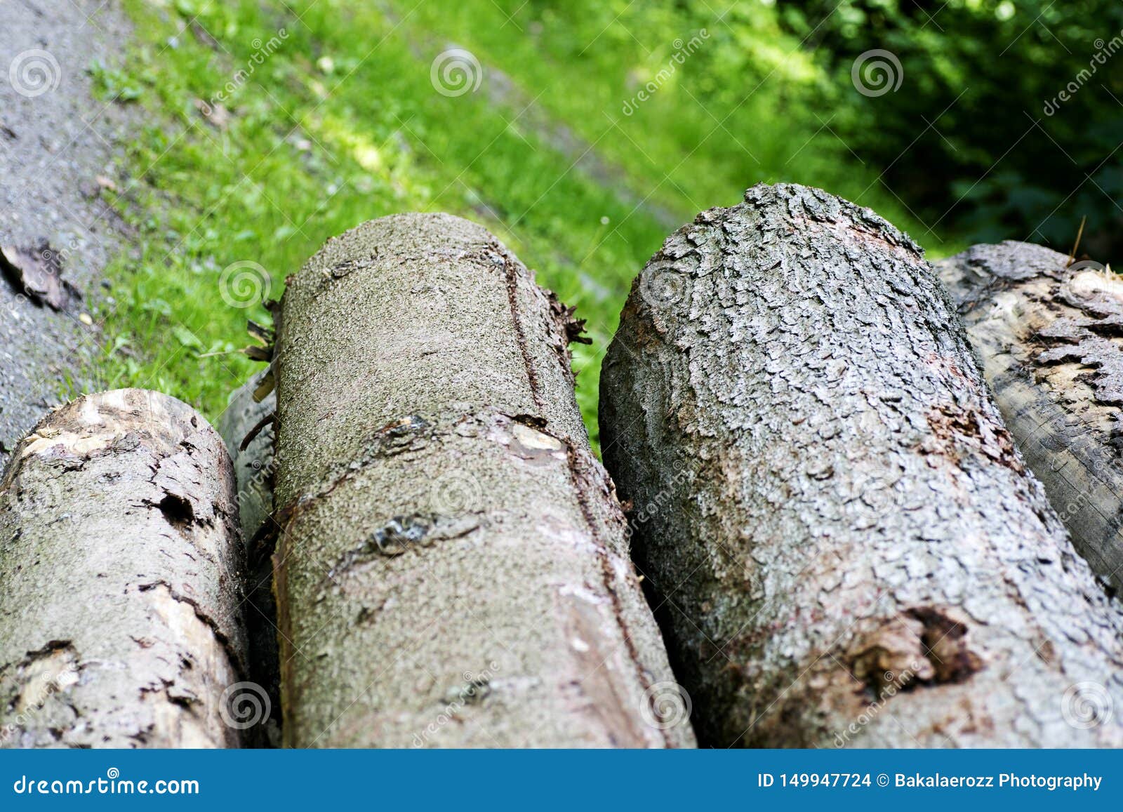 Qualità di meglio del fondo di affari dell'albero macro. Stampe di qualità del macro fondo di affari dell'albero migliori