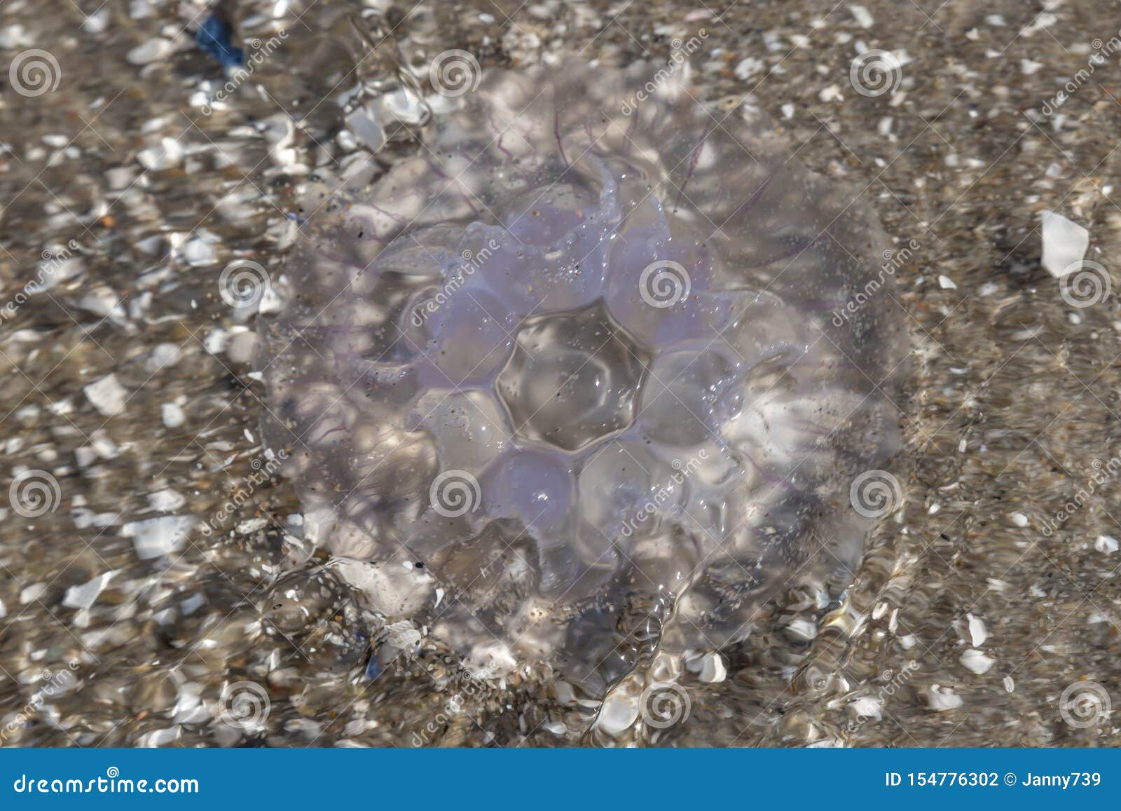 Qualle Ist Auf Dem Deutschen Strand Der Ostsee Mit Wellen Stockfoto ...