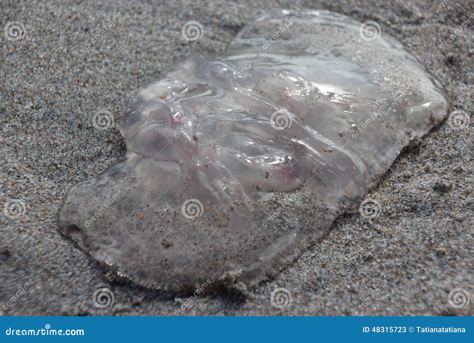 Quallen Auf Florida-Strand-Sand Stockbild - Bild von florida, leben ...