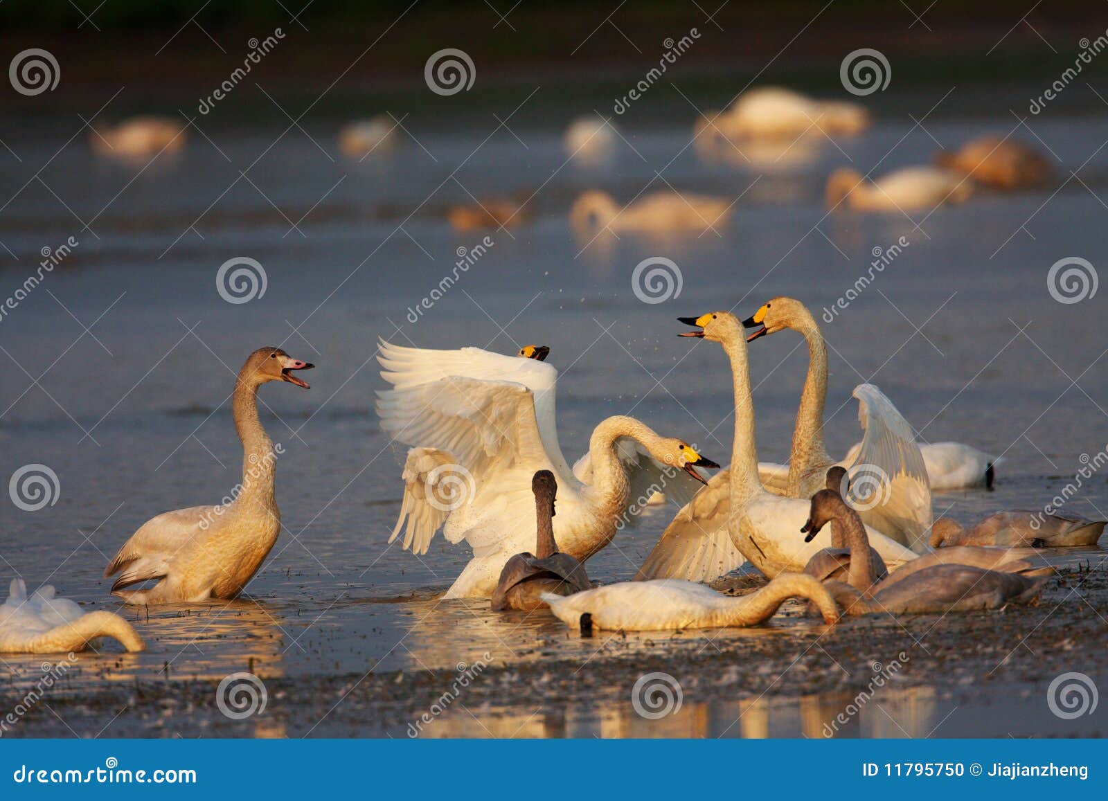 Quarrel stock photo. Image of birds, life, flyte, flite 11795750