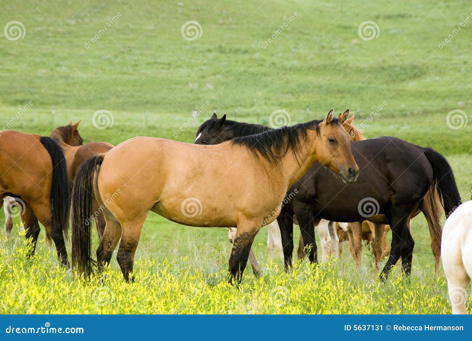 Quarter horse in clover stock image. Image of natural 5637131