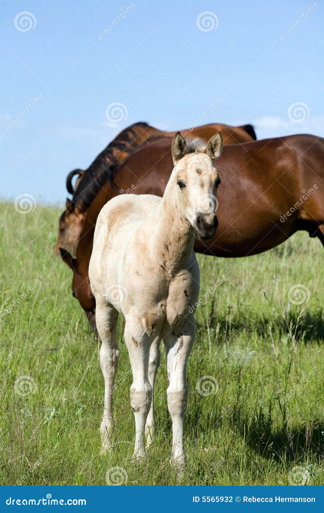 Quarter horse foal stock photo. Image of baby, light, meadow - 5565932