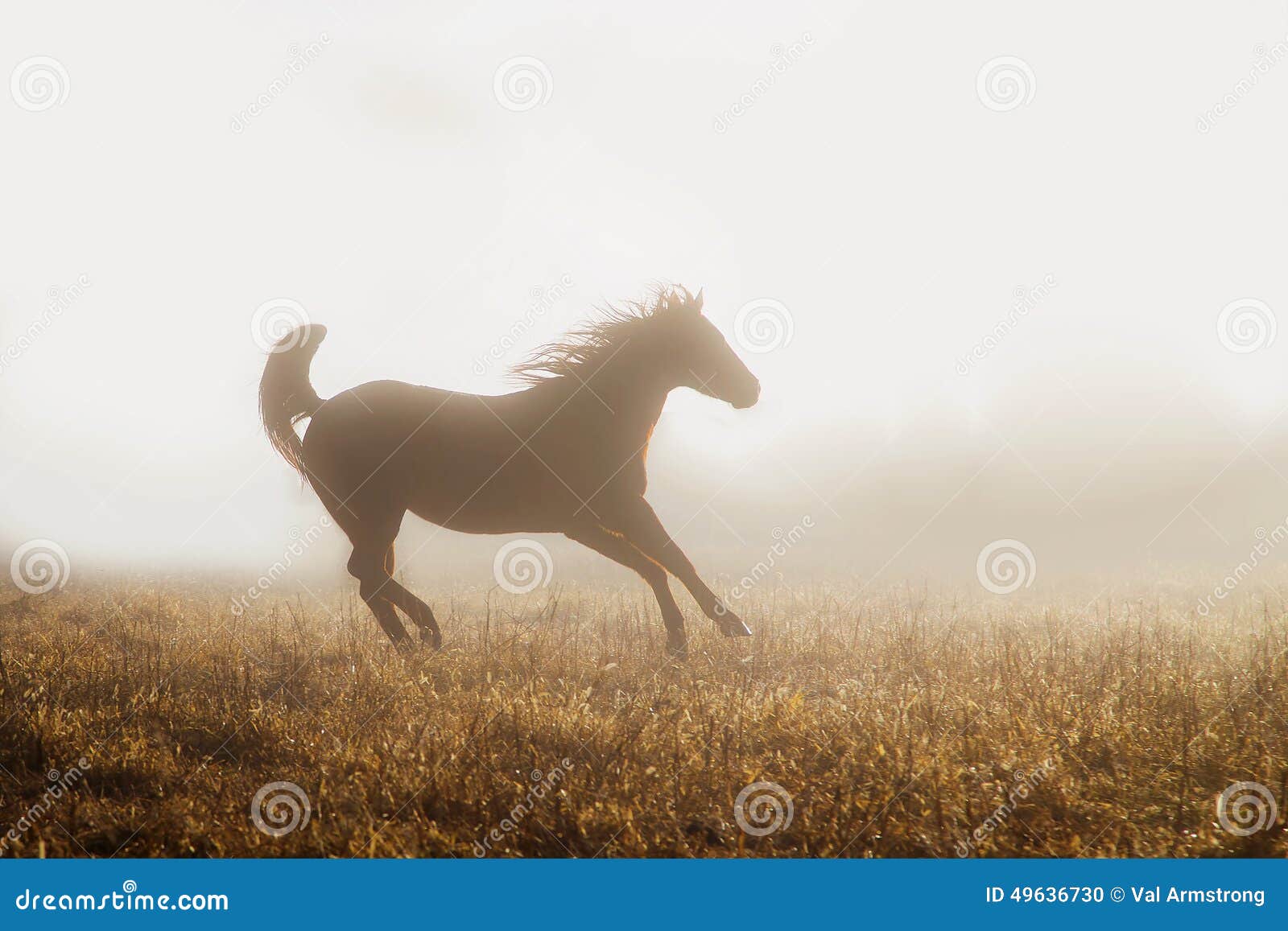quarter horse running in fog