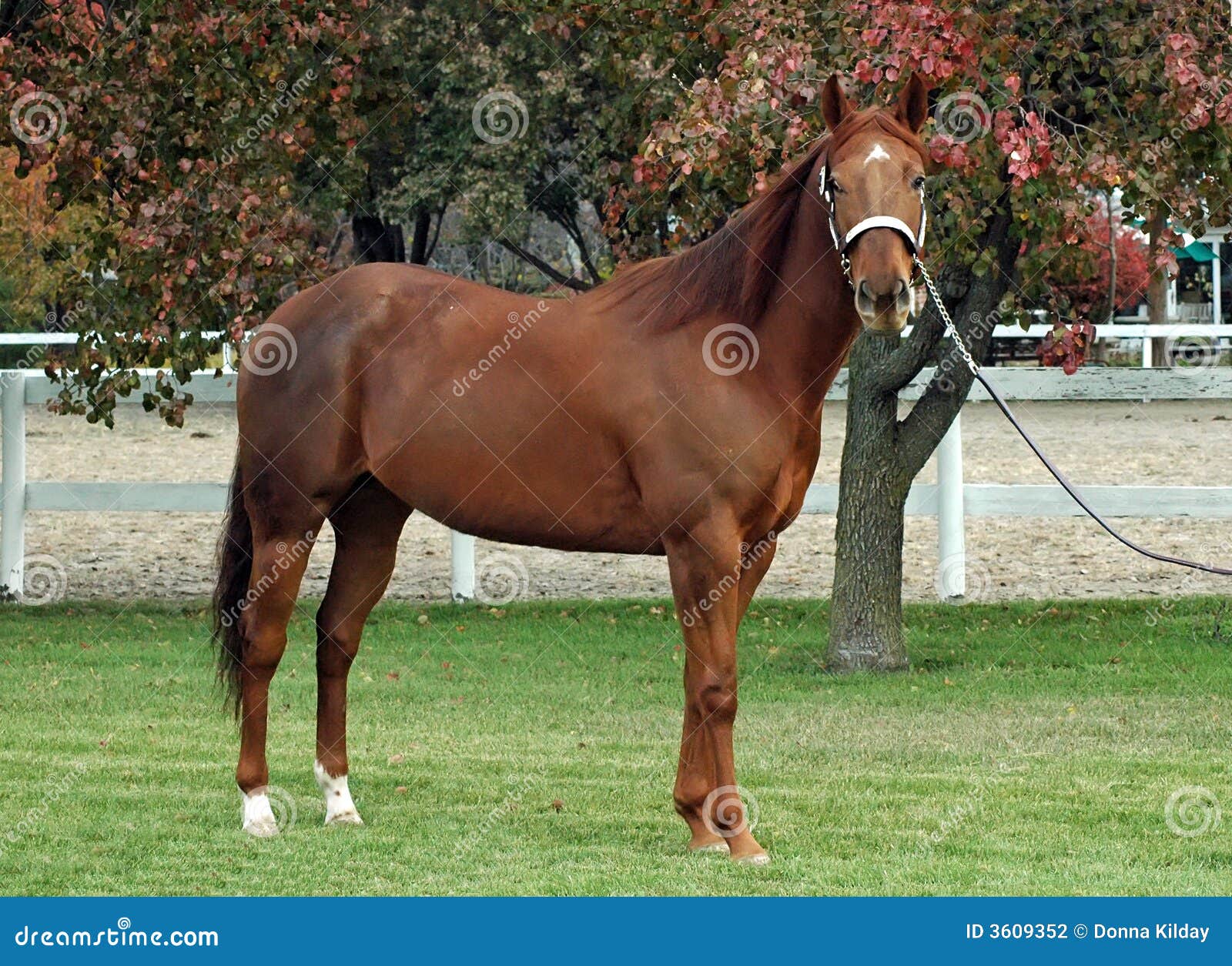 quarter horse stallion