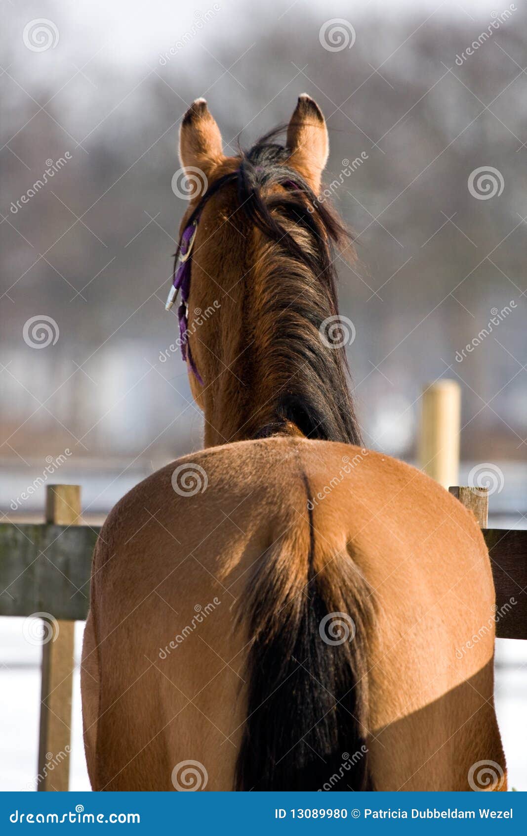 quarterhorse