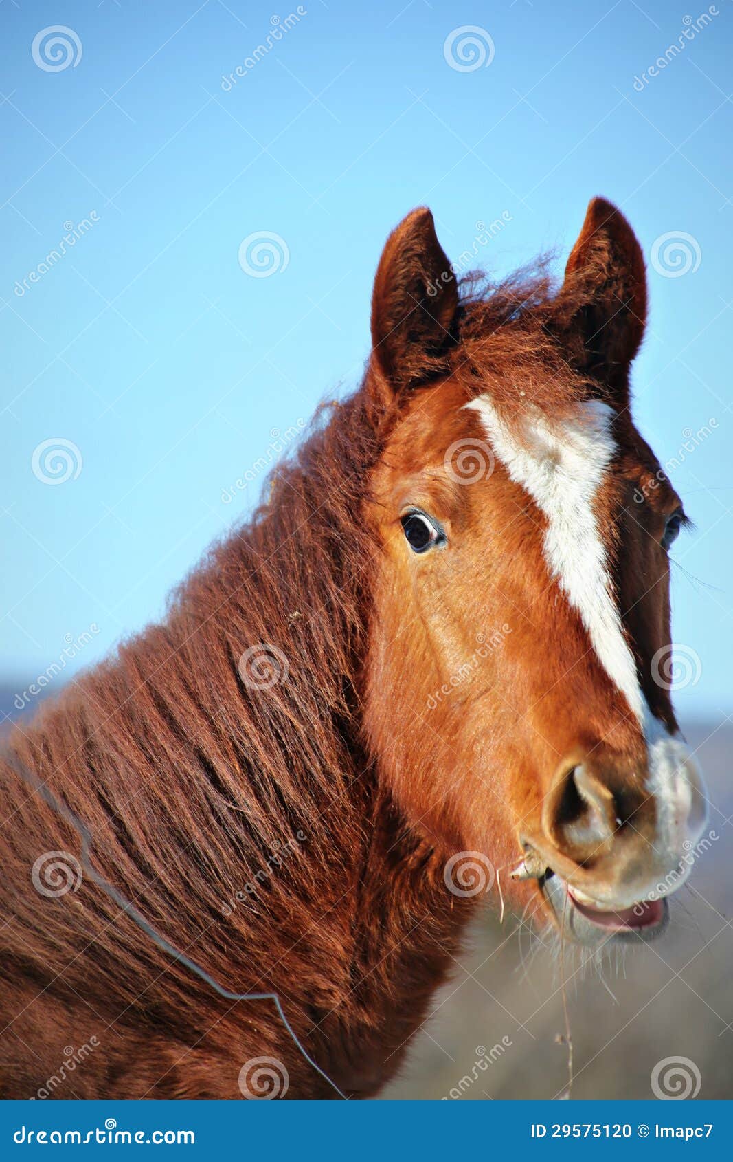 quarterhorse colt