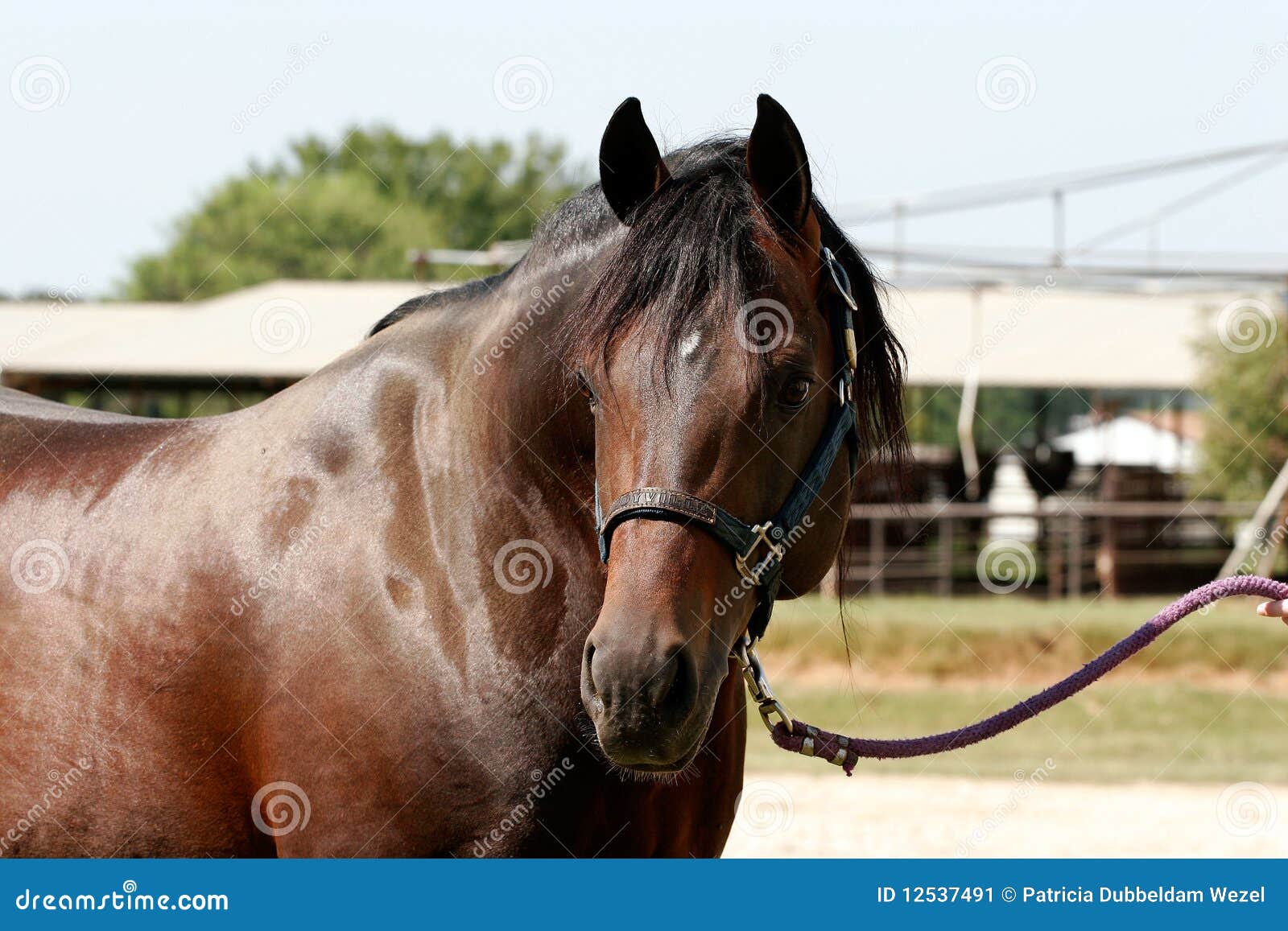 quarterhorse stallion