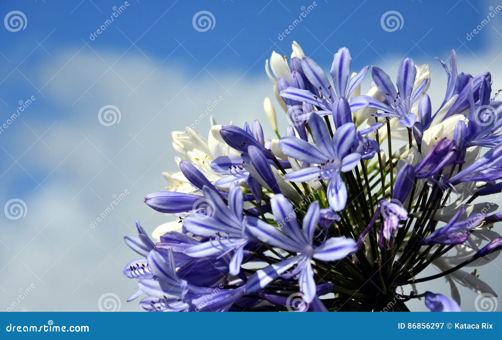 Quater Of Lily Of The Nile Also Called African Blue Lily Flower Stock Image Image Of Botany Blue Quater Of Lily Of The Nile Also Called African Blue Lily Flower Stock Image Image Of Botany Blue