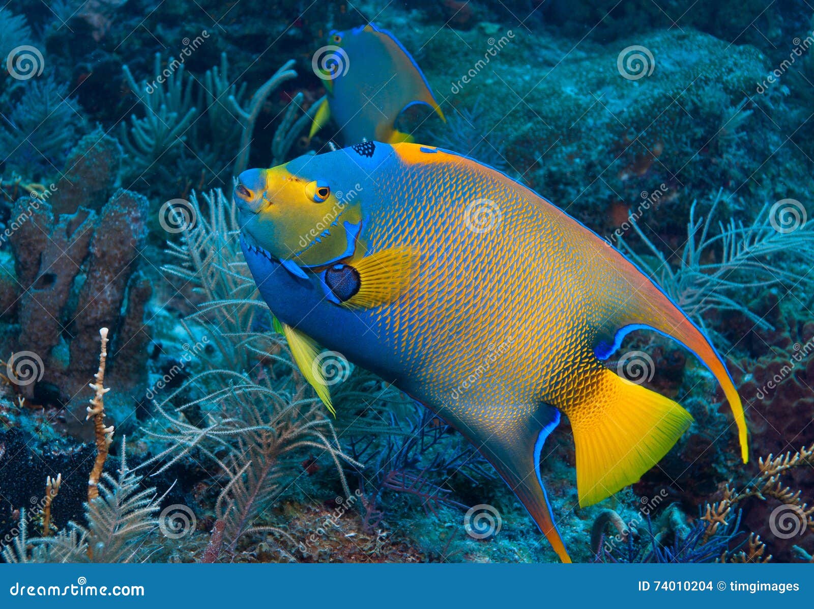 queen angelfish on molasses reef, key largo, florida keys