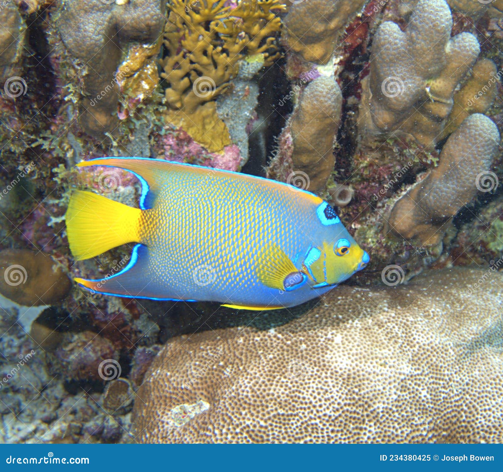 Queen Angelfish stock image. Image of reef, ocean, fish 234380425