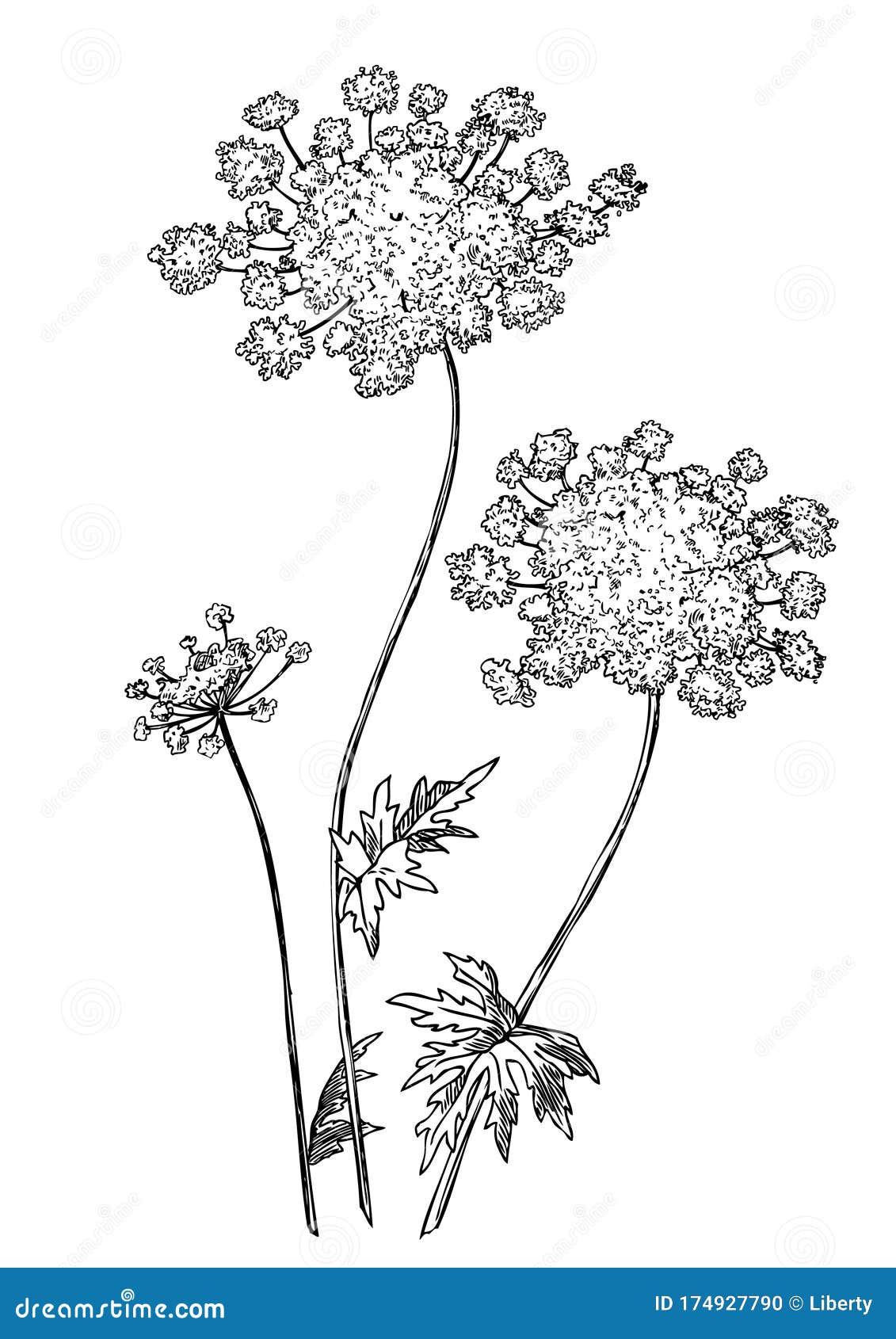 Free Free Queen Anne&#039;s Lace Svg 190 SVG PNG EPS DXF File