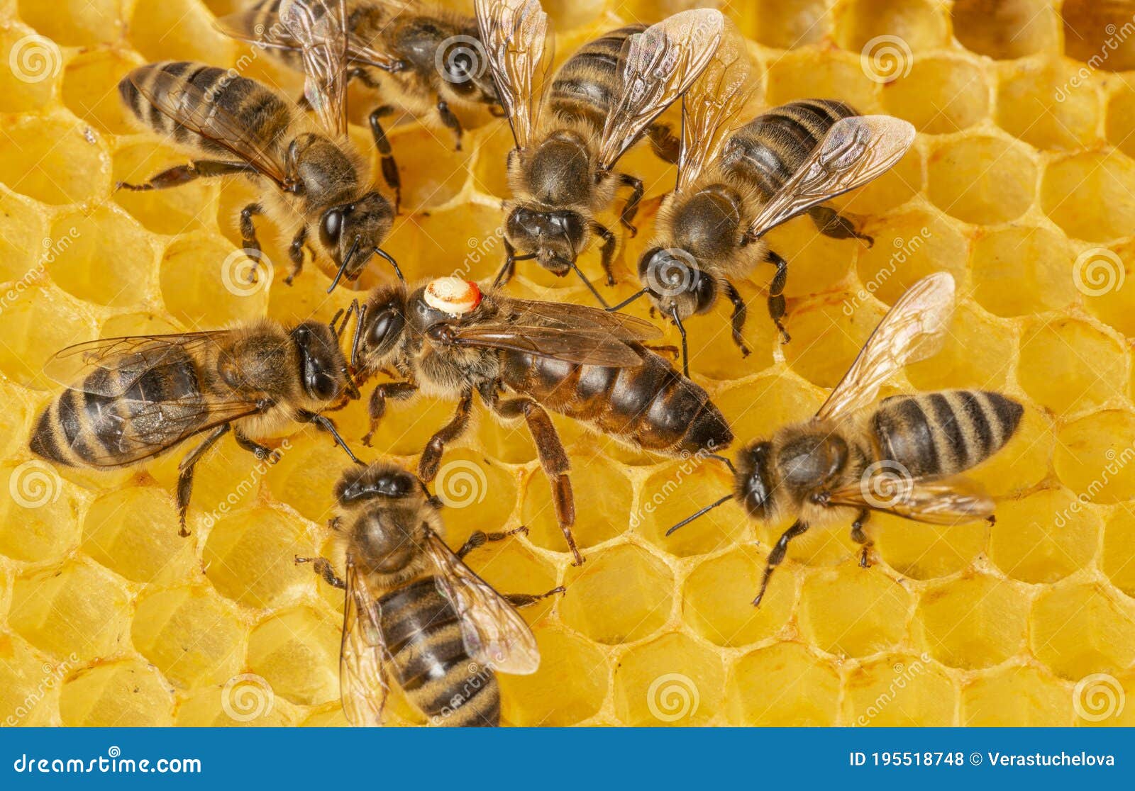 the queen apis mellifera marked with dot and bee workers around her