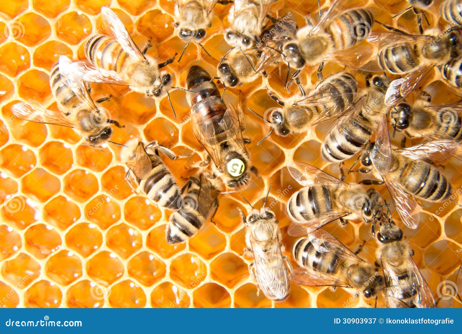 Queen Bee In Bee Hive Laying Eggs Stock Image - Image of ...