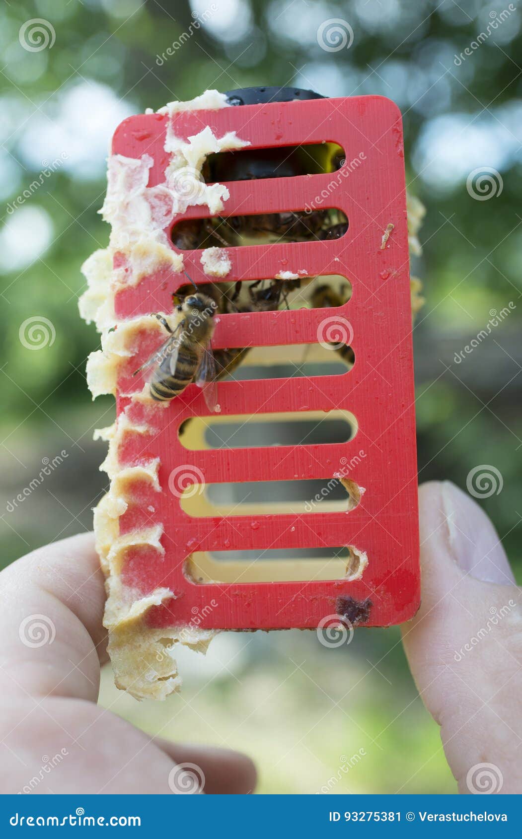 Queen Bee Beekeeper Introducing a New Queen Bee To the Hive Stock
