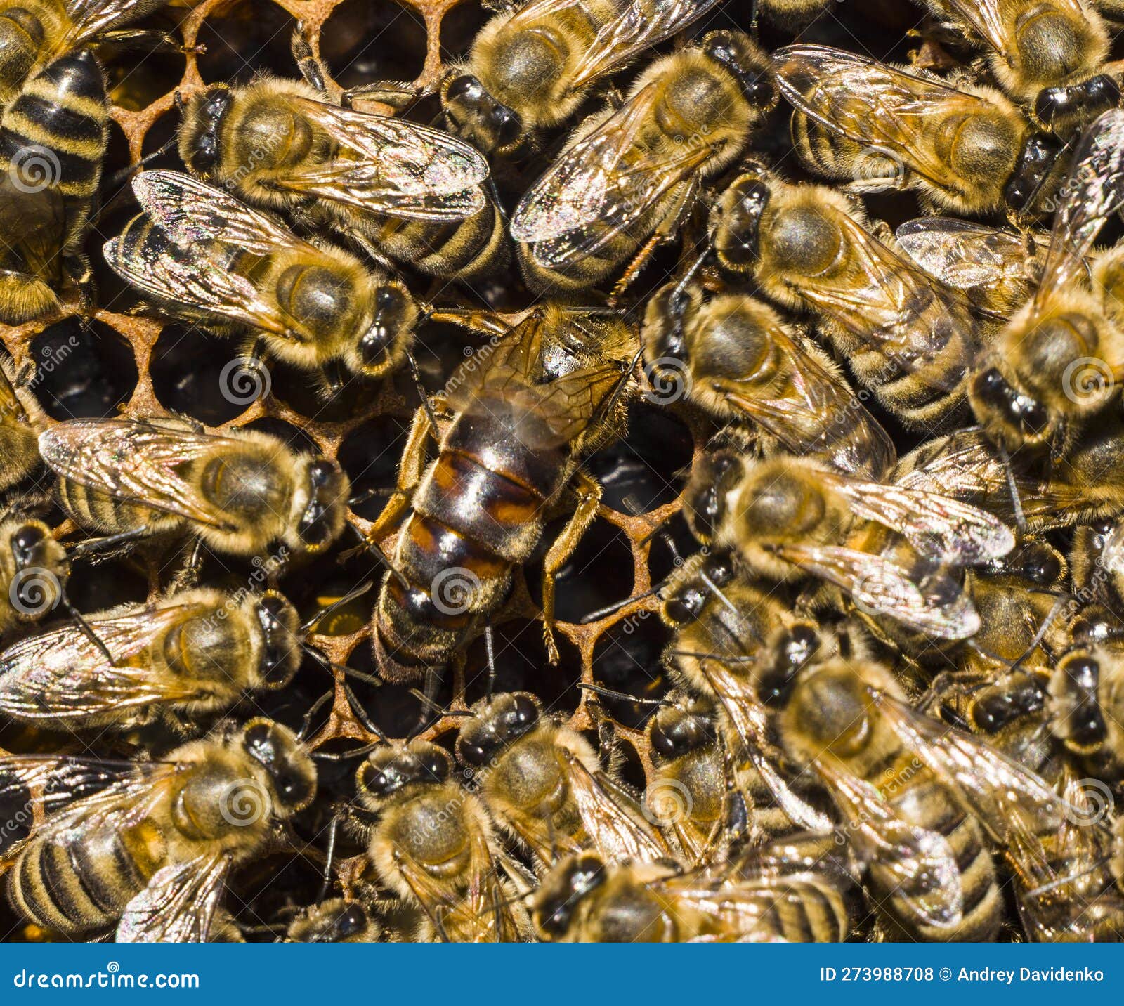 Queen Bee Lays Eggs in Stock Photo Image of belly, animals 273988708