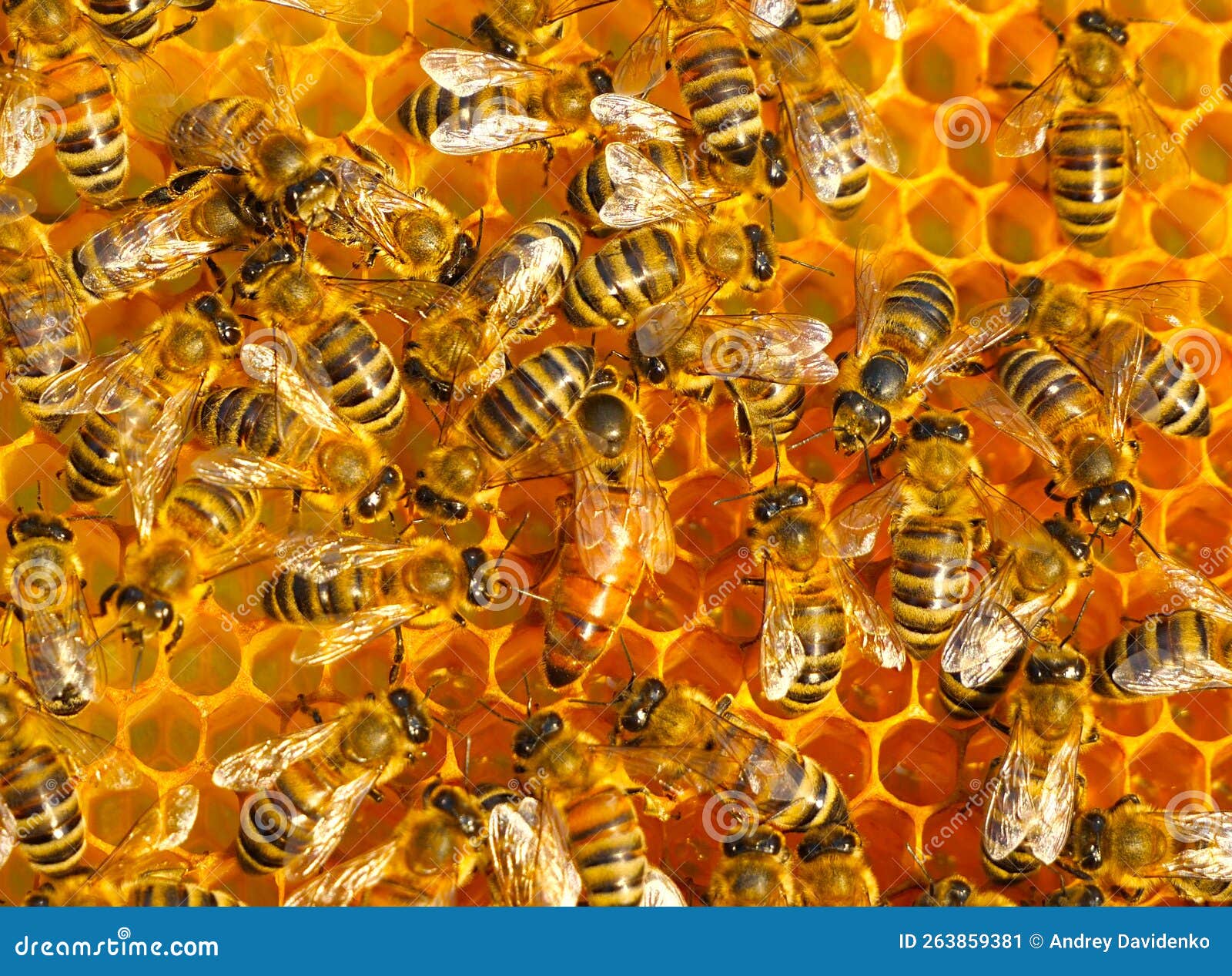 Queen Bee Lays Eggs in Stock Image Image of eyes, head 263859381