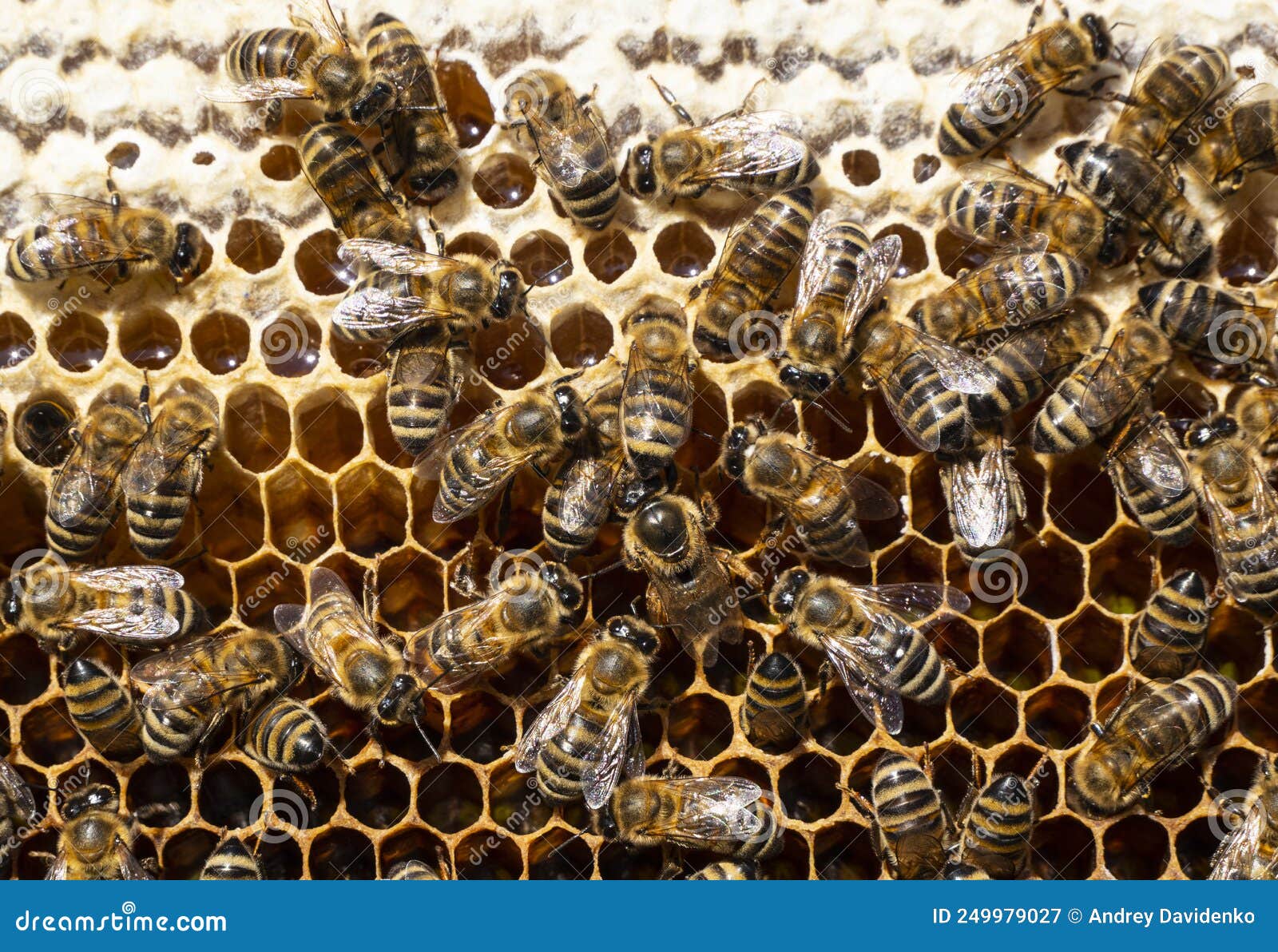 Queen Bee Lays Eggs in a Stock Image Image of honey, nature 249979027