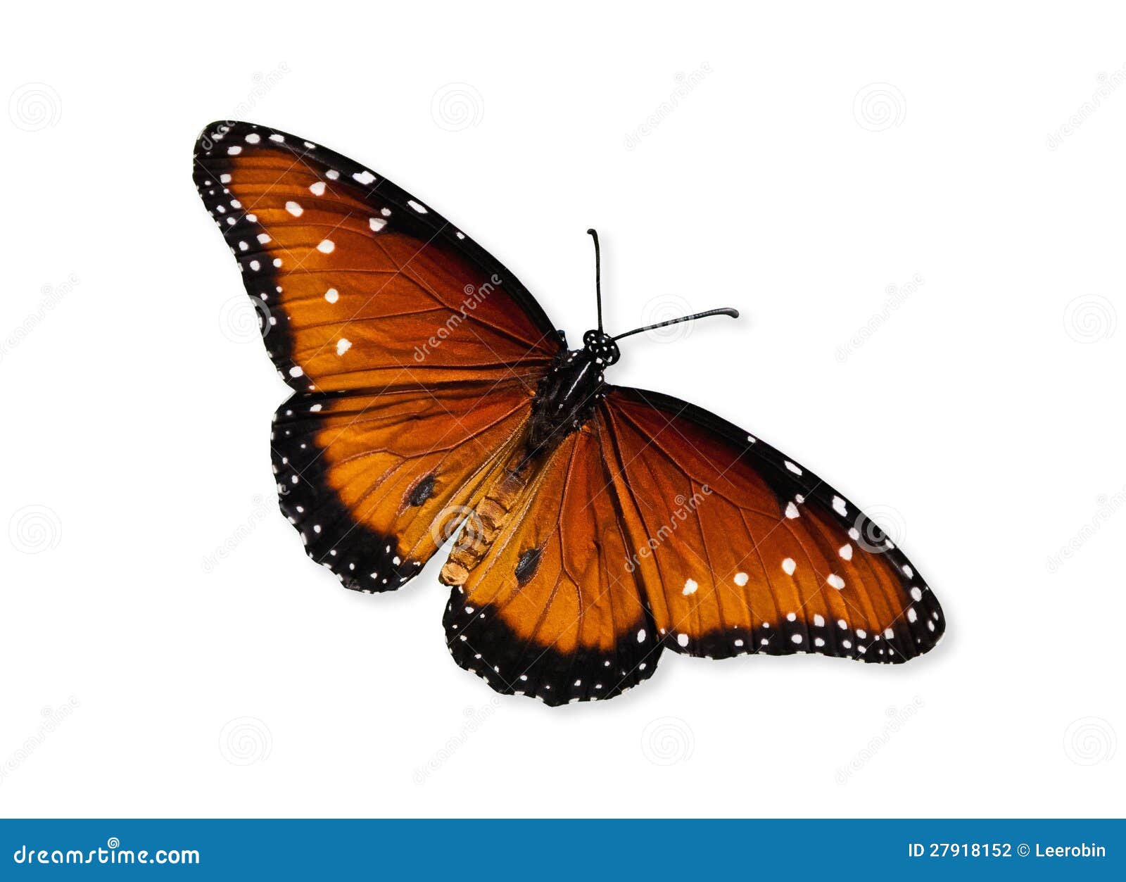 Queen Butterfly (Danaus Gilippus) Stock Photography Image 27918152
