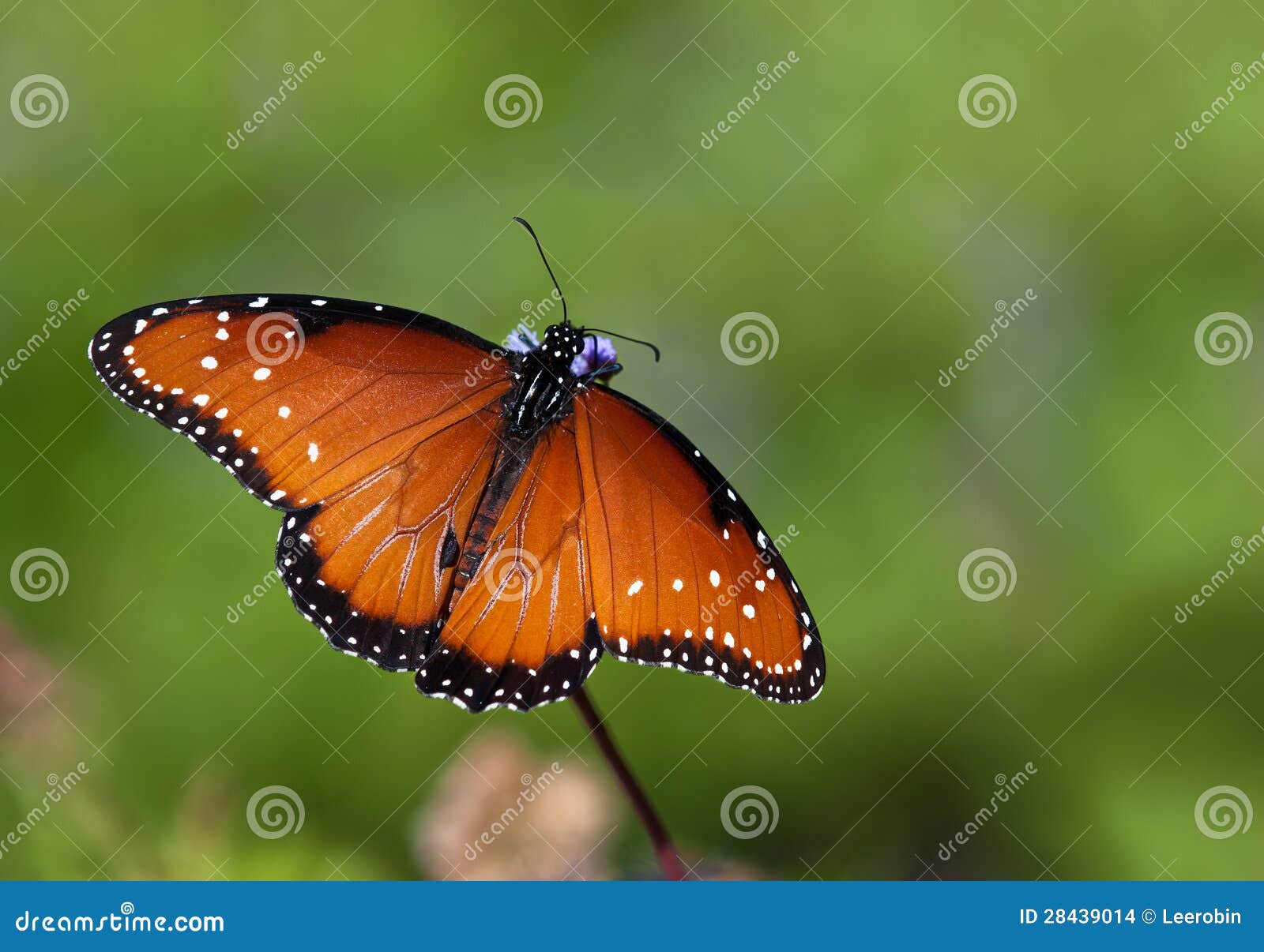 queen butterfly (danaus gilippus)