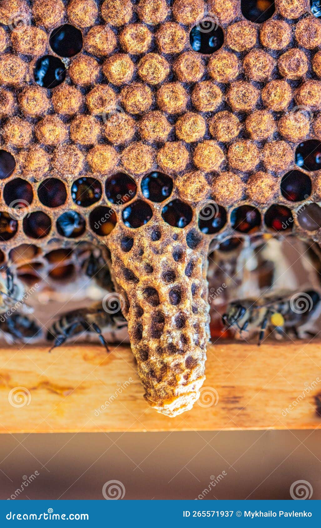 Queen Cell in the Hive, Hatching of a New Queen Bee Stock Image Image