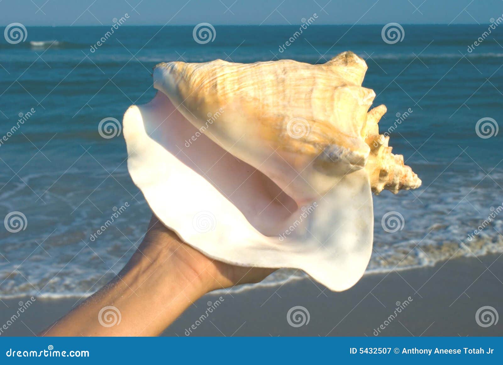 queen conch in hand