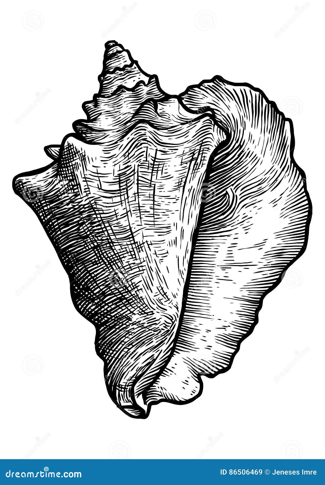 queen conch , drawing, engraving, ink, realistic