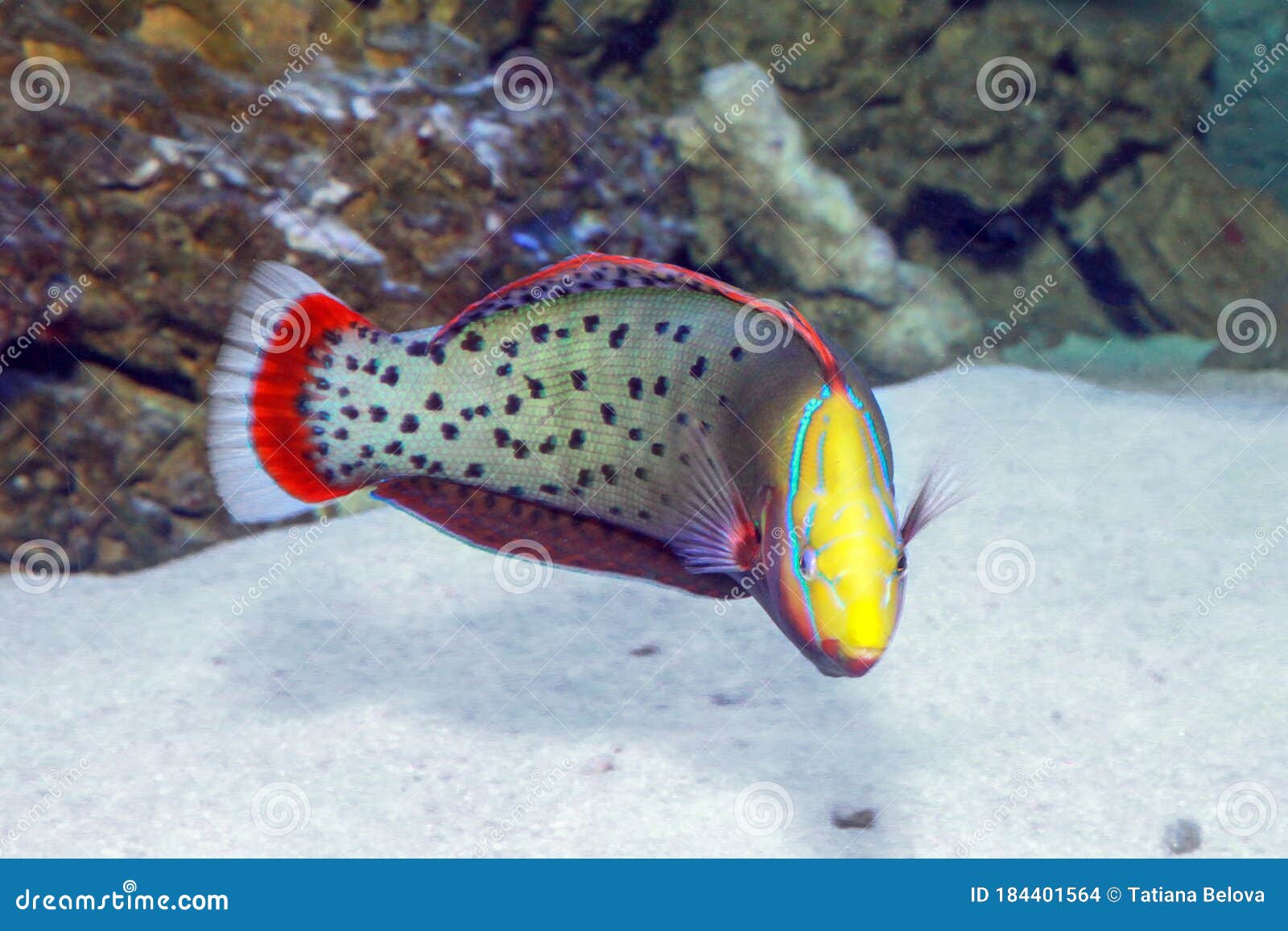 Queen Coris Coris Formosa in Sea Water Stock Photo - Image of reef, diving:  184401564