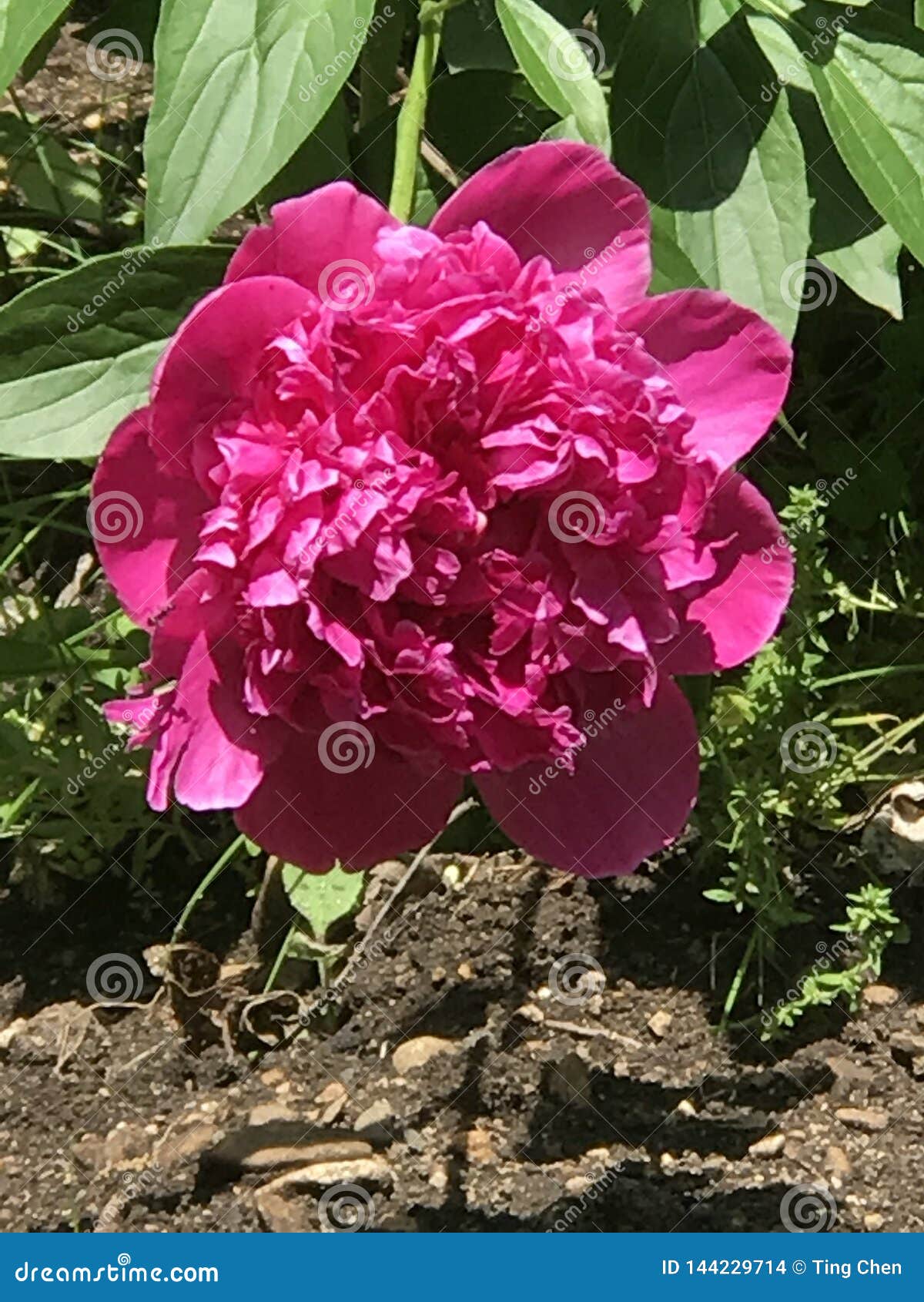 The Queen Of Flower Peony X28 花中之王 牡丹 Stock Photo Image Of Peony Flower 144229714