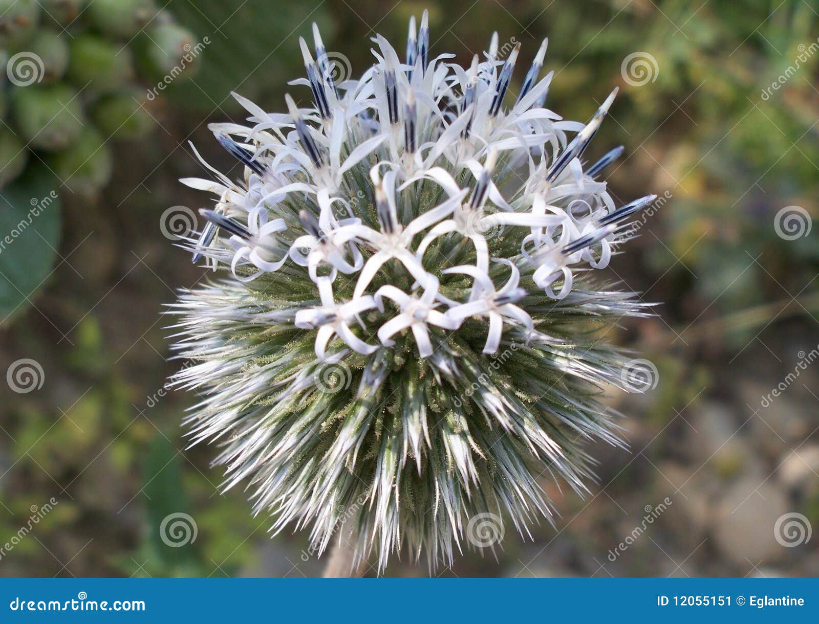 The queen of flowers stock image. Image of isolated, sphere 12055151