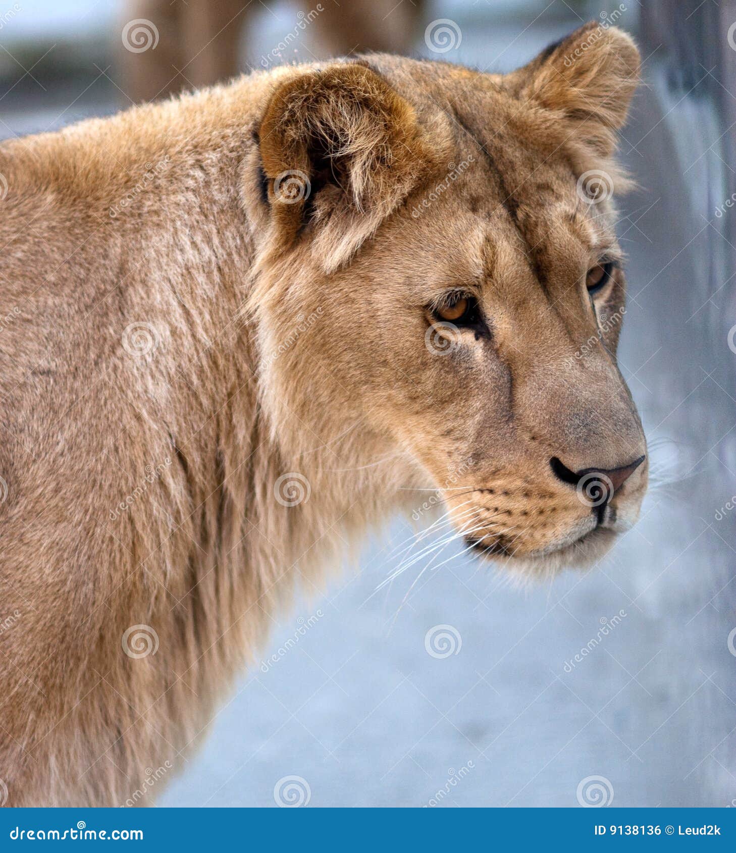 Queen of the Jungle stock photo. Image of beautiful, lion - 9138136