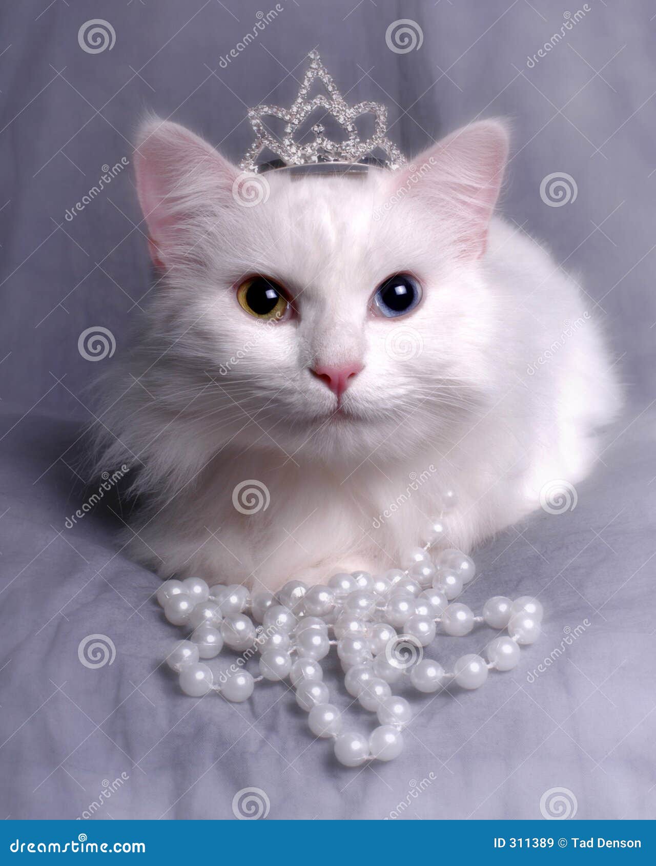 Queen Kitty stock image. Image of studio, kitten ...