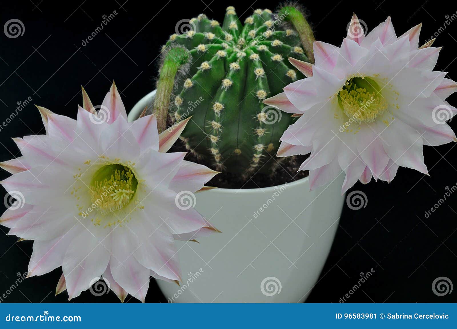Queen of the Night Cactus with Blossoms Stock Image - Image of buds, cacti:  96583981