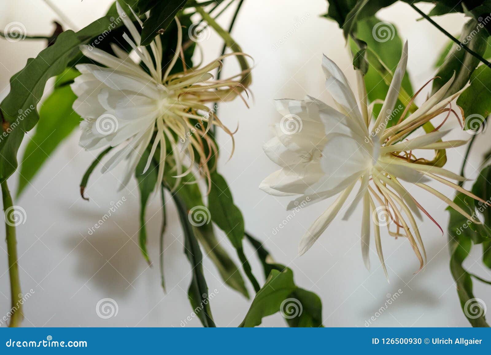 the queen of the night; dama de noche; epiphyllum oxypetalum species of cactus, plant produces night-blooming, fragrant,