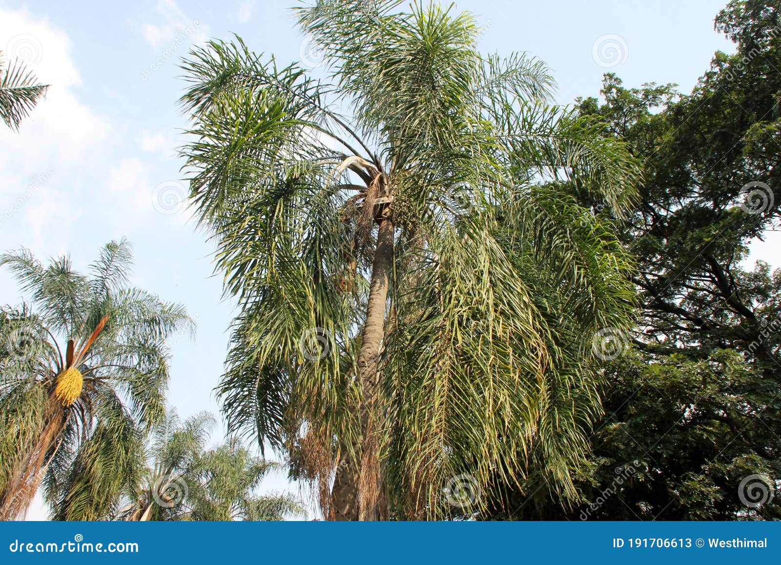 queen palm, syagrus romanzoffiana also known as cocos plumosa