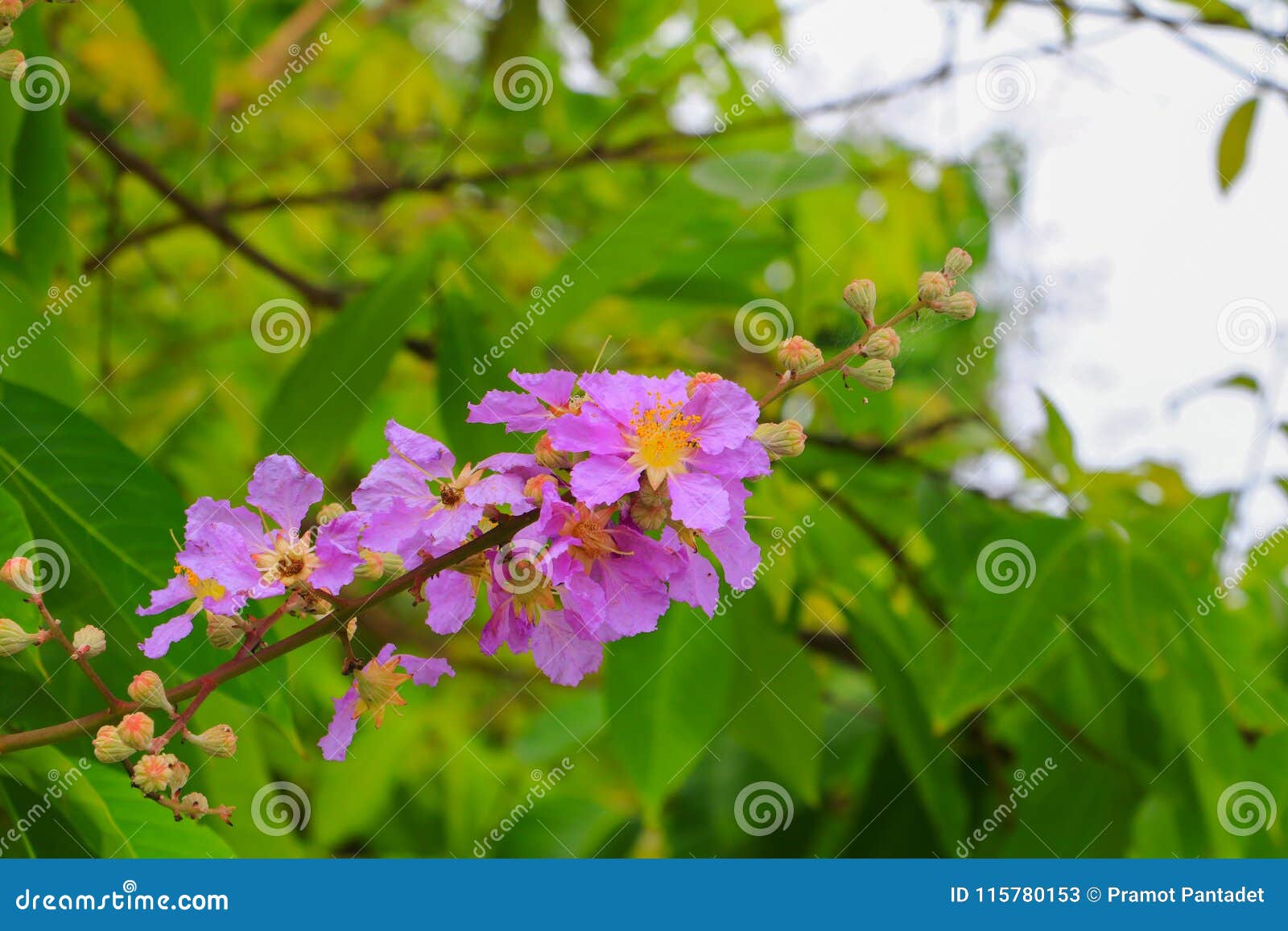 Queen`s Flower, Lagerstroemia Macrocarpa Wall. Purple Beautiful on Tree ...