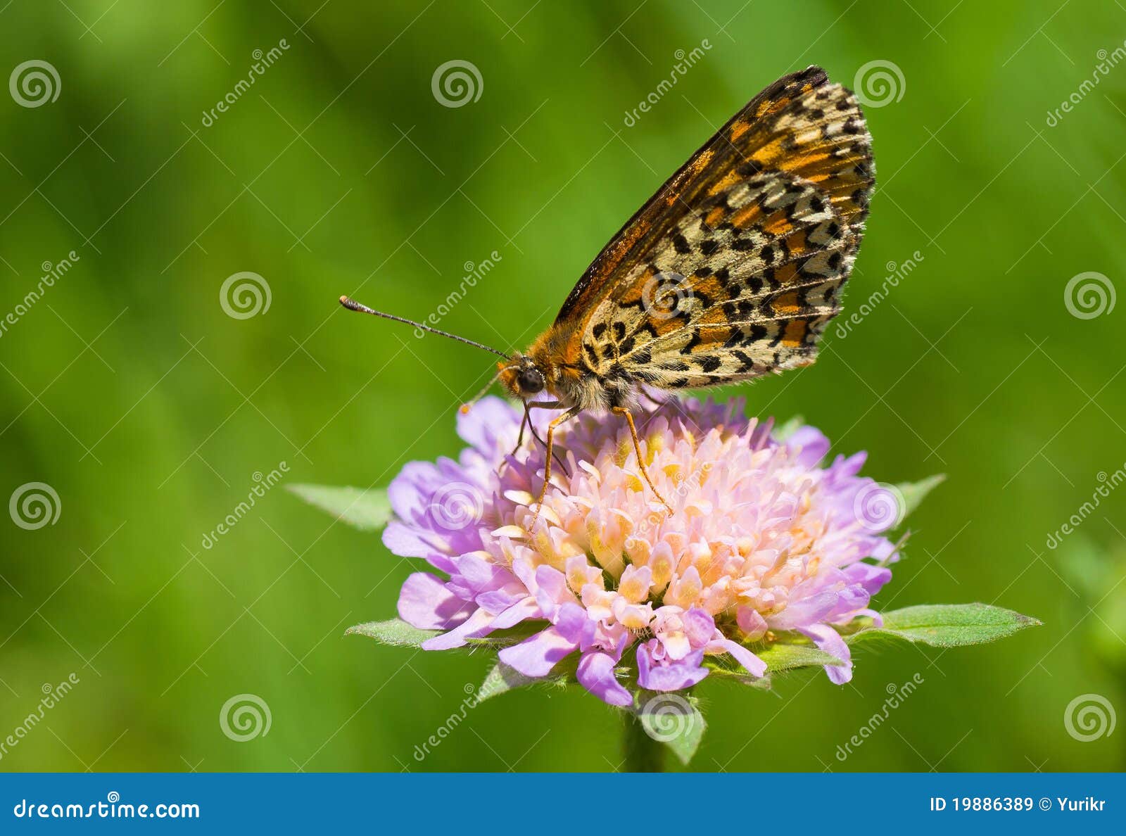 Queen of Spain Fritillary Butterfly. Stock Image Image of insect