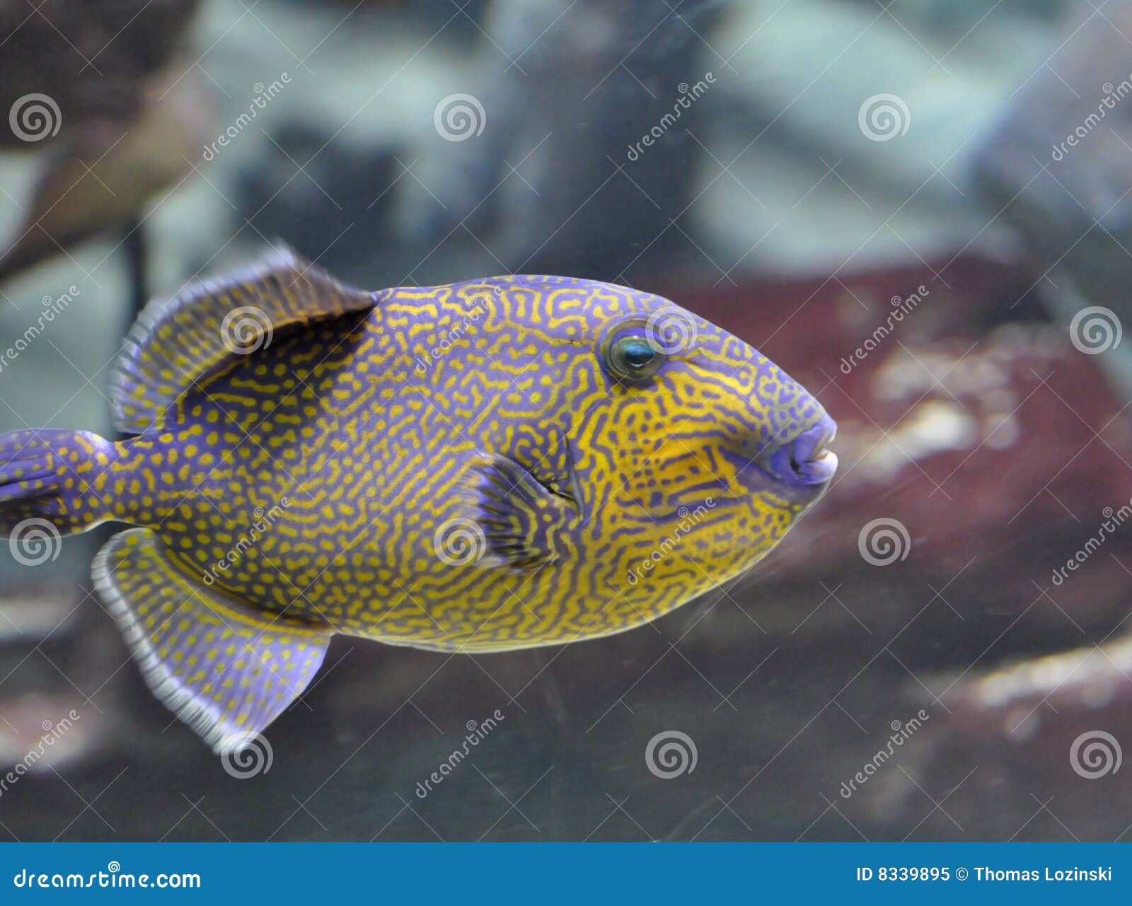 queen trigger fish queen trigger fish