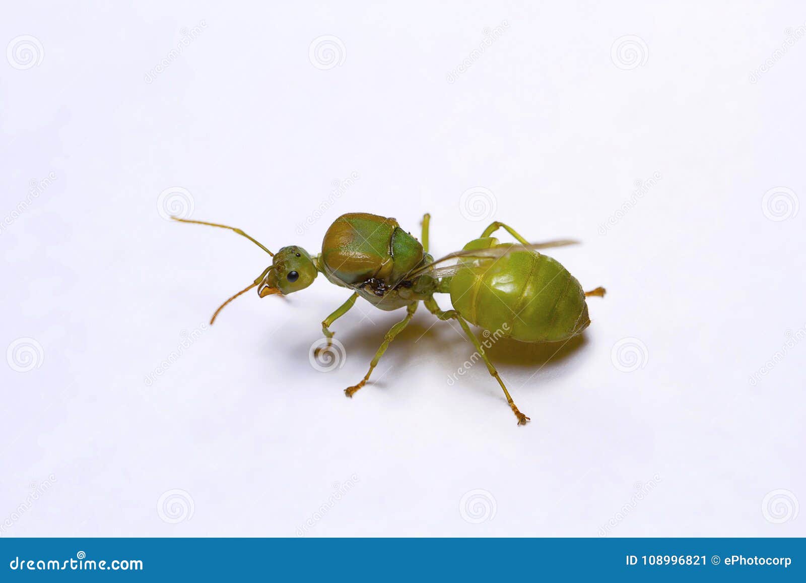 queen of weaver ants, oellcophylla smaragdina. pondicherry, tamilnadu